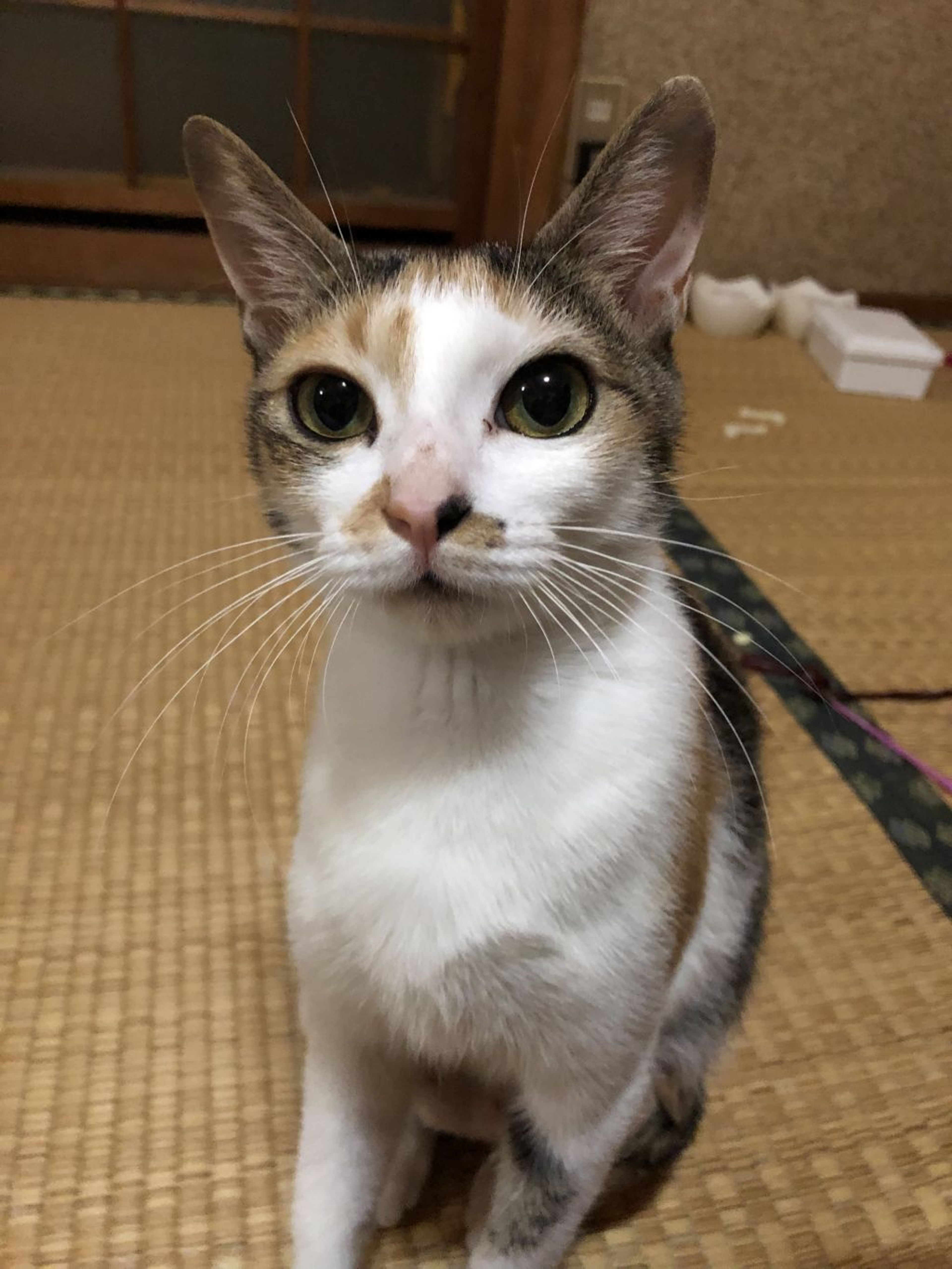 pet-image-6