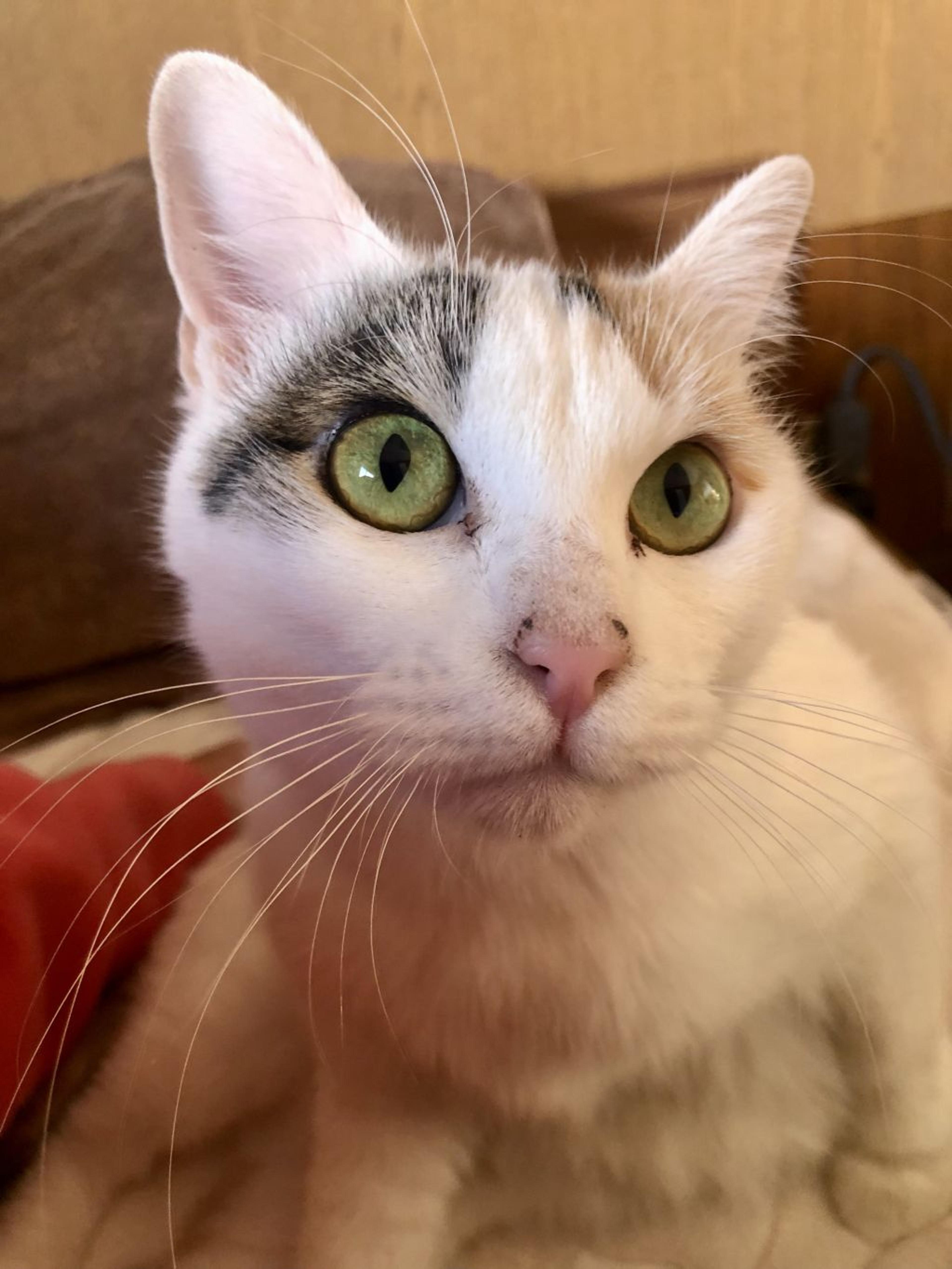 pet-image-2