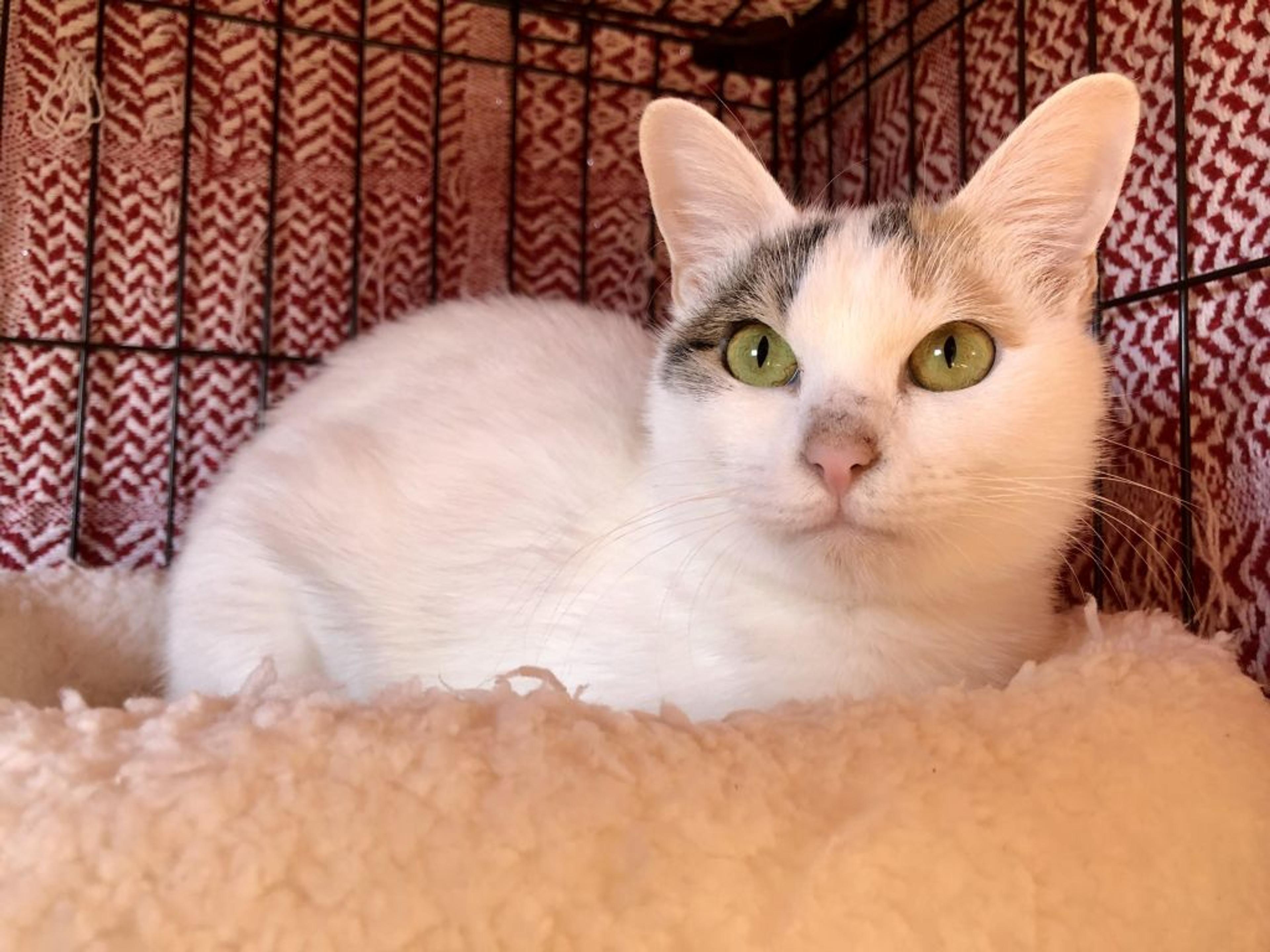 pet-image-3