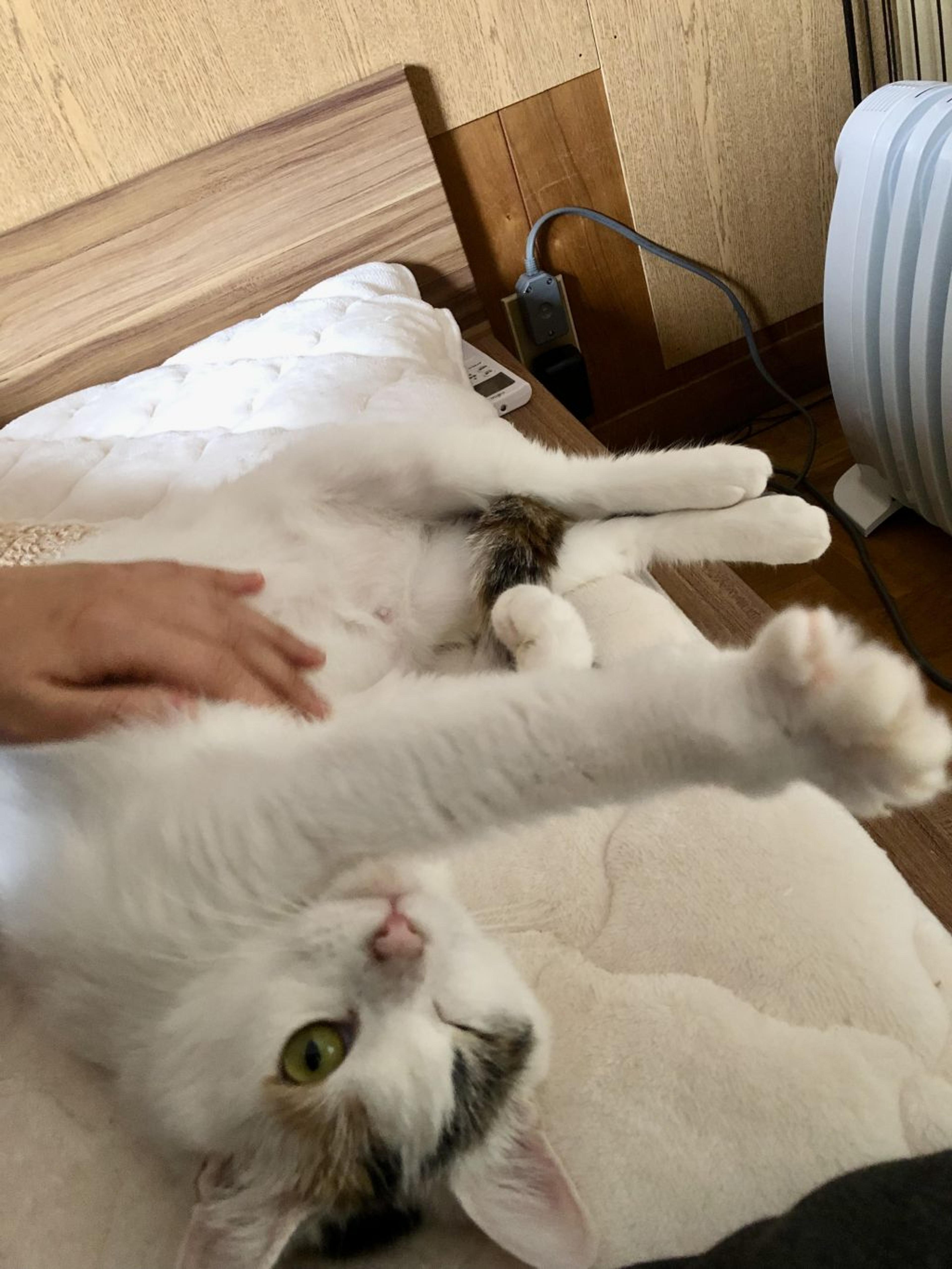 pet-image-4