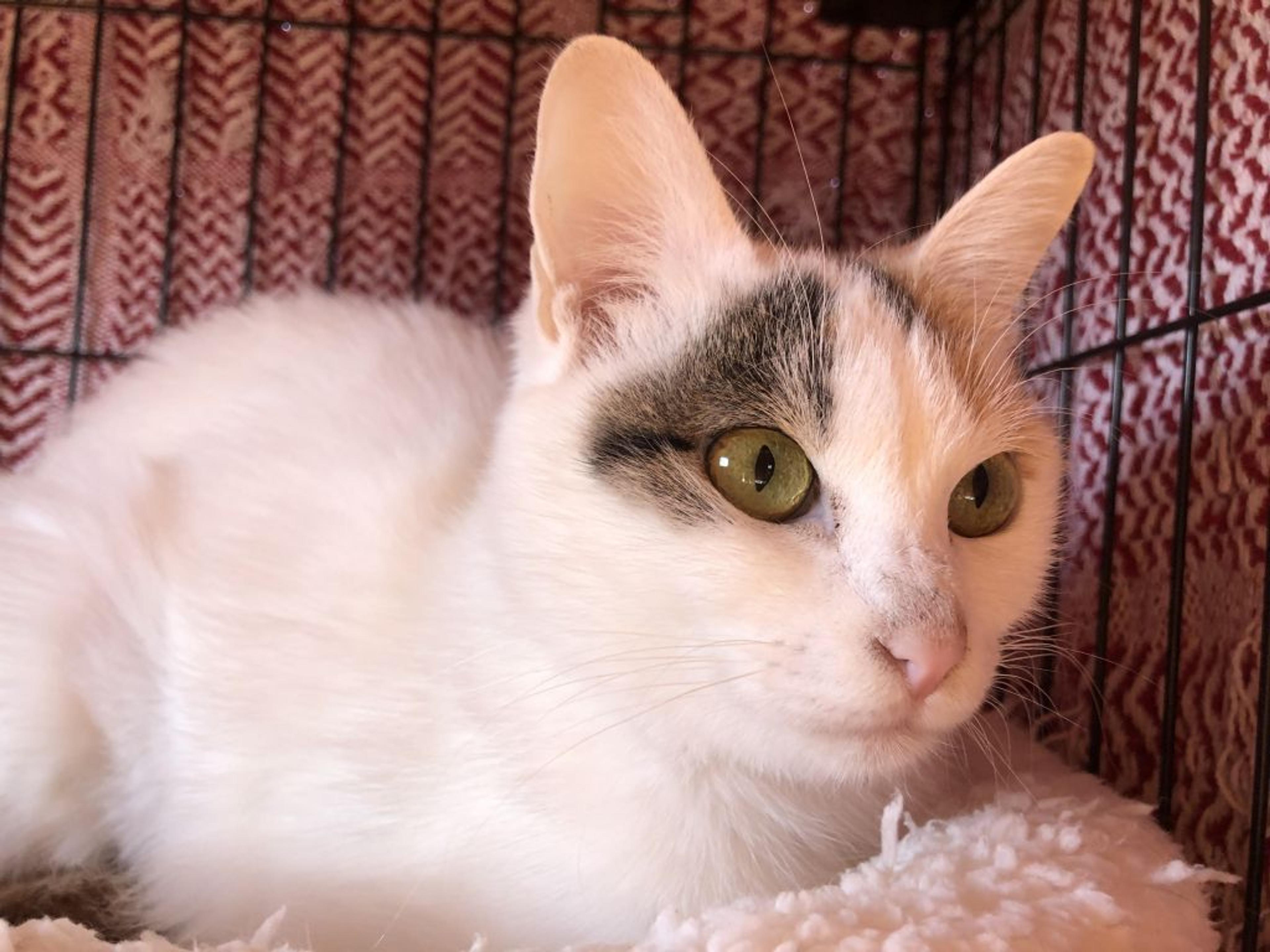 pet-image-6