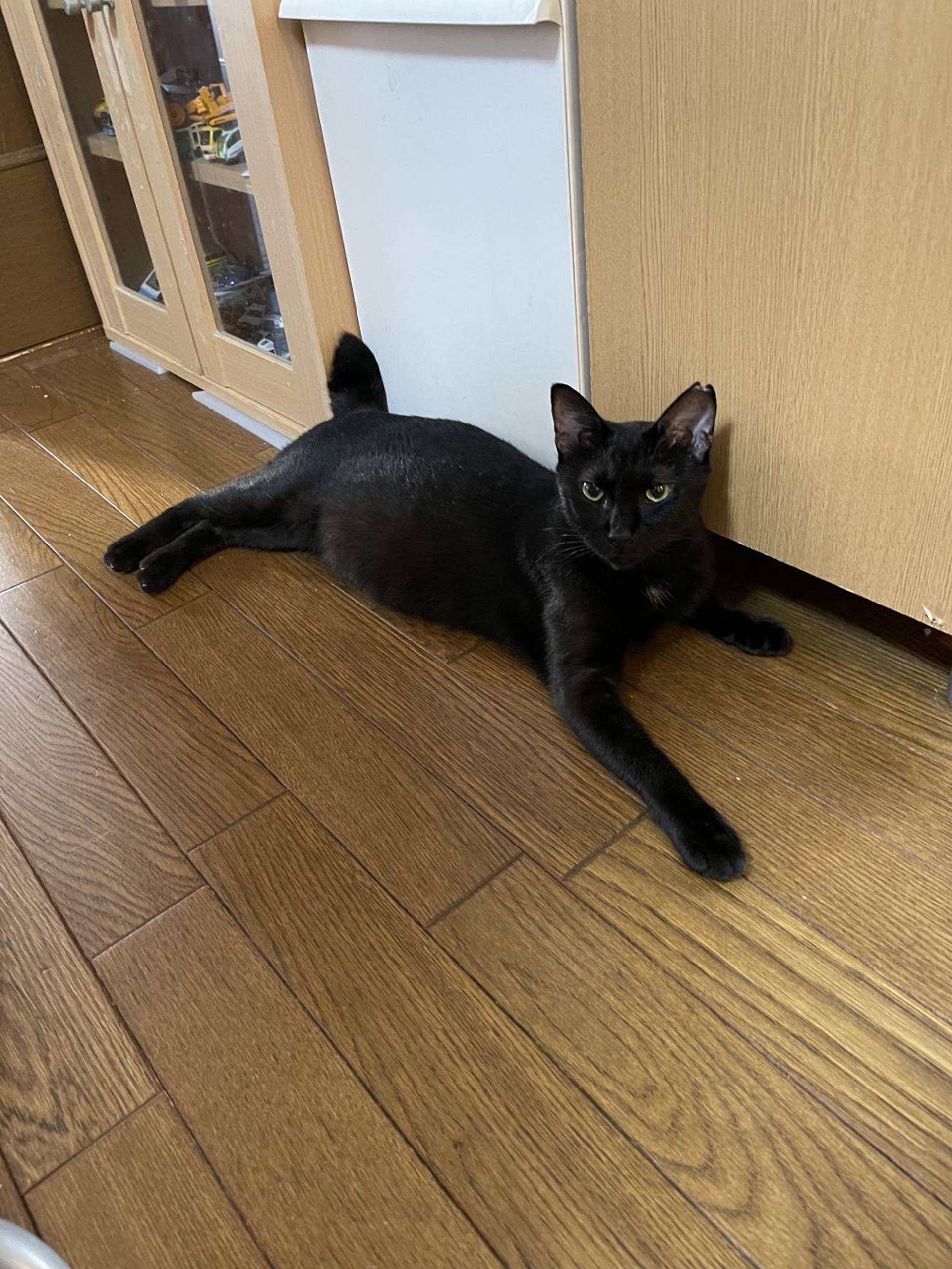 雑種（ミックス猫）・メスの里親募集の写真