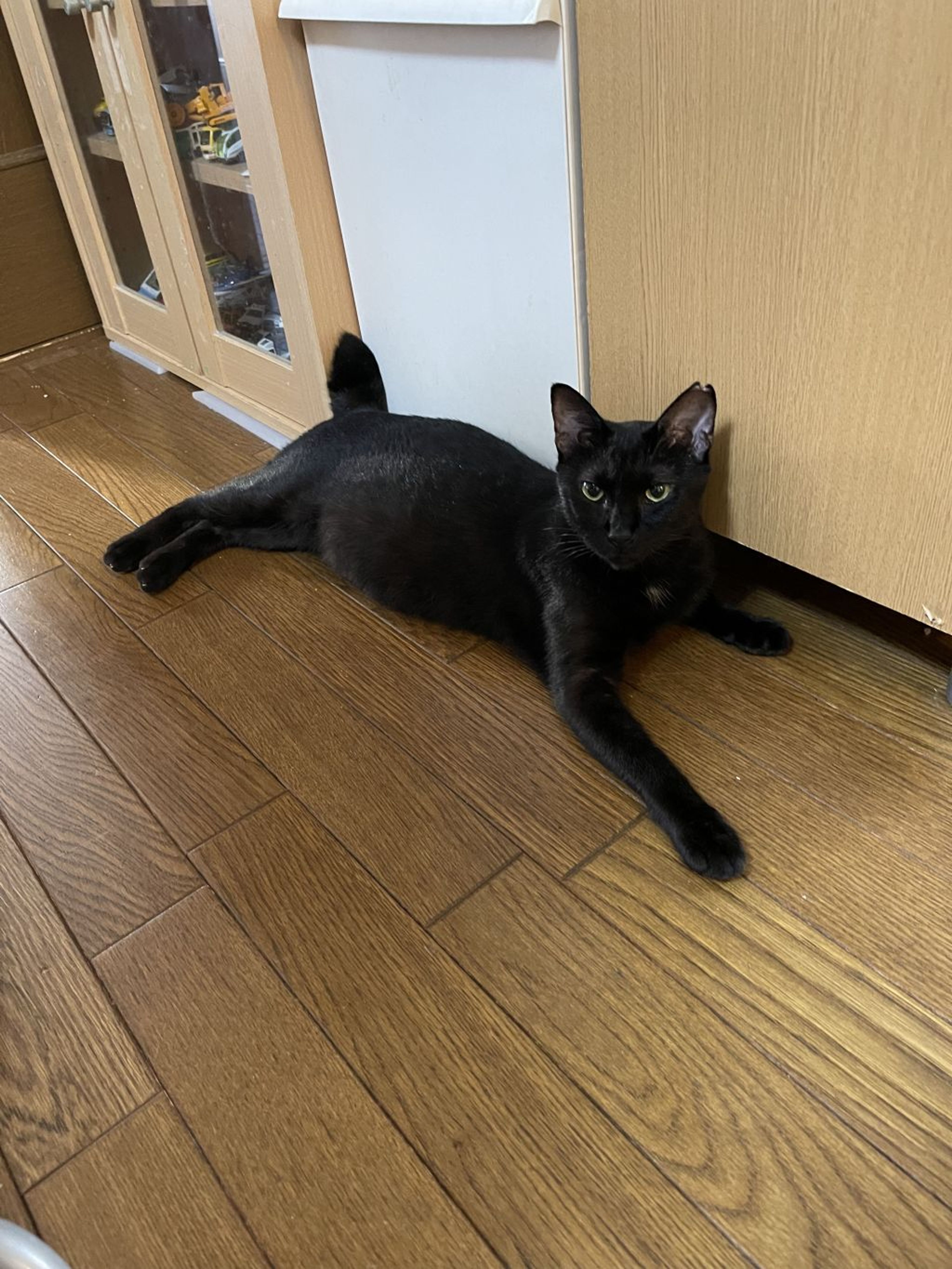 マイペースな優しい黒猫さん | 雑種（ミックス猫） | 野良猫