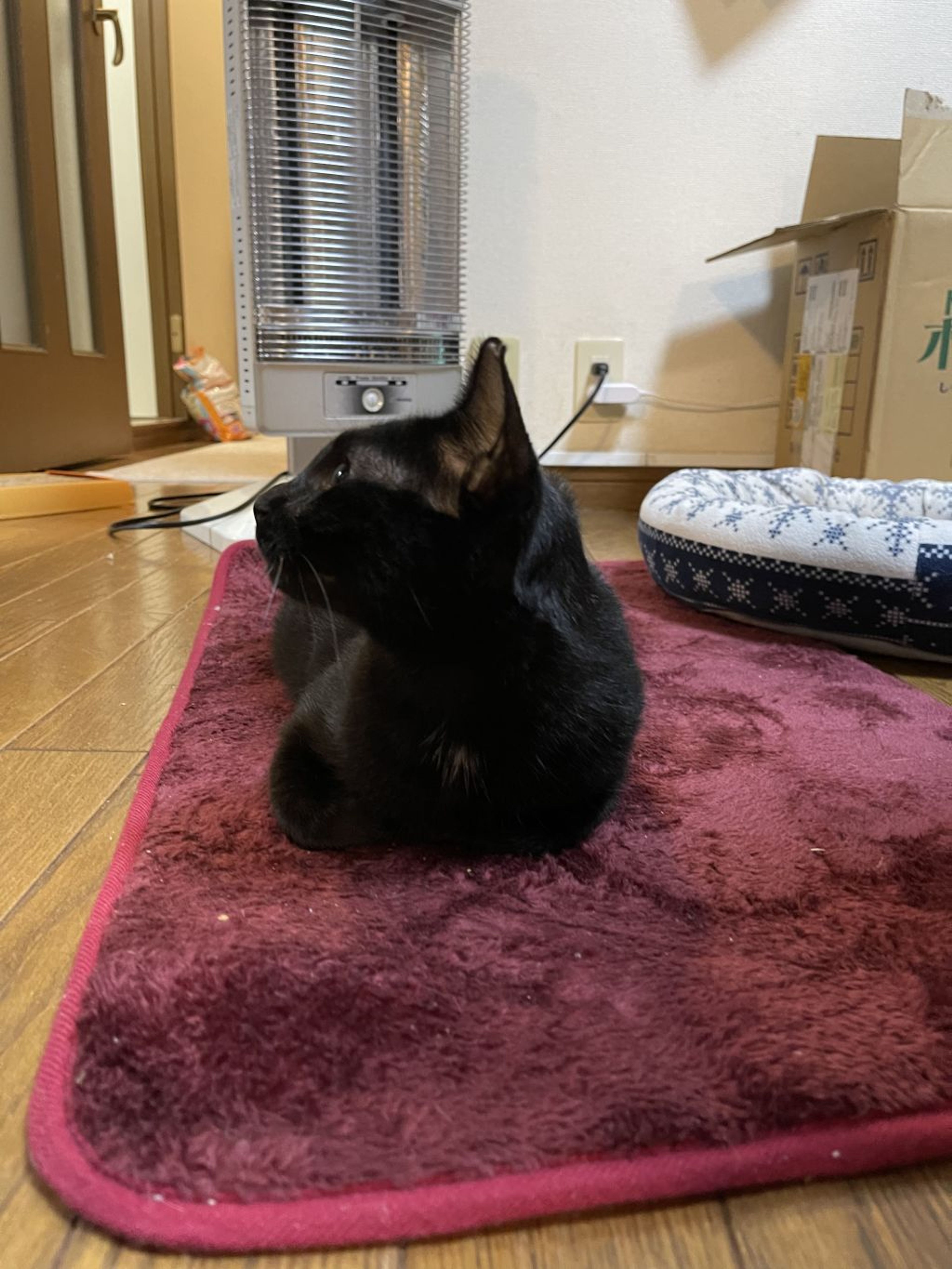 野良猫【値下8/31削除】Aprés パンプス23.0cm黒 mMjNwJdPu4BU.jpg?width=768