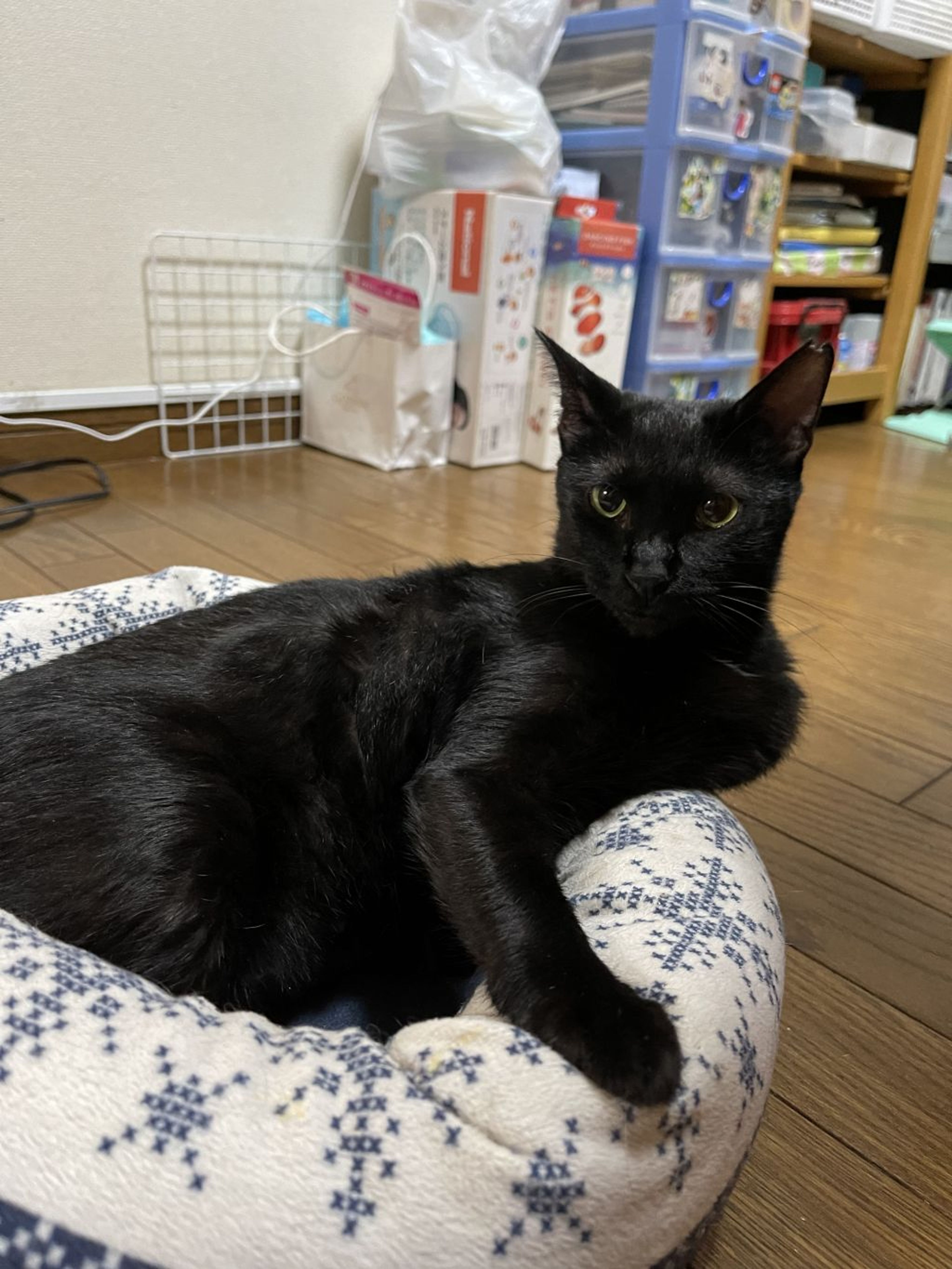 黒猫 プロフ5/25日～更新 黒猫が行方不明です！！ 今晩、300 W Franklin Street 付近で