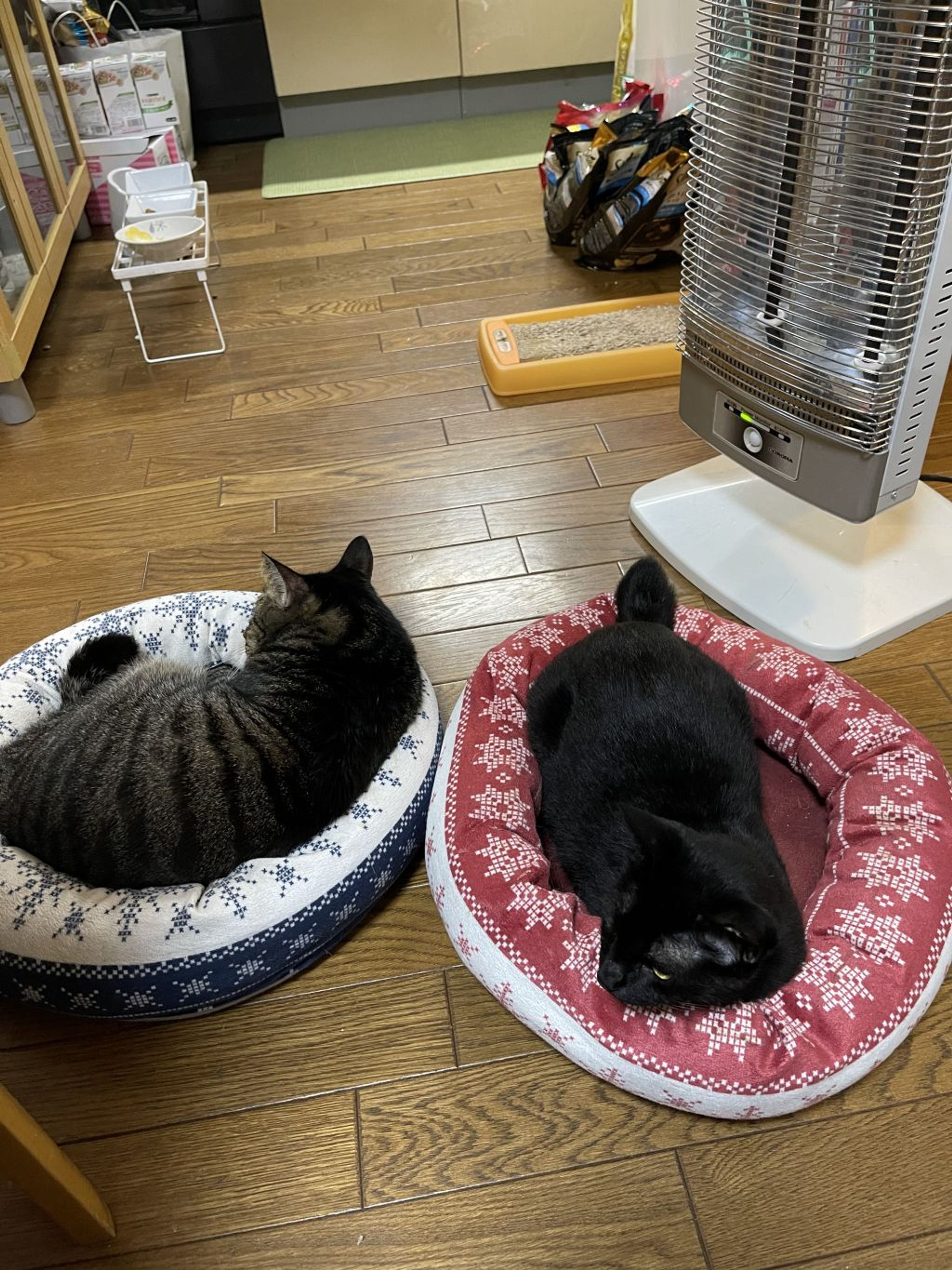pet-image-4