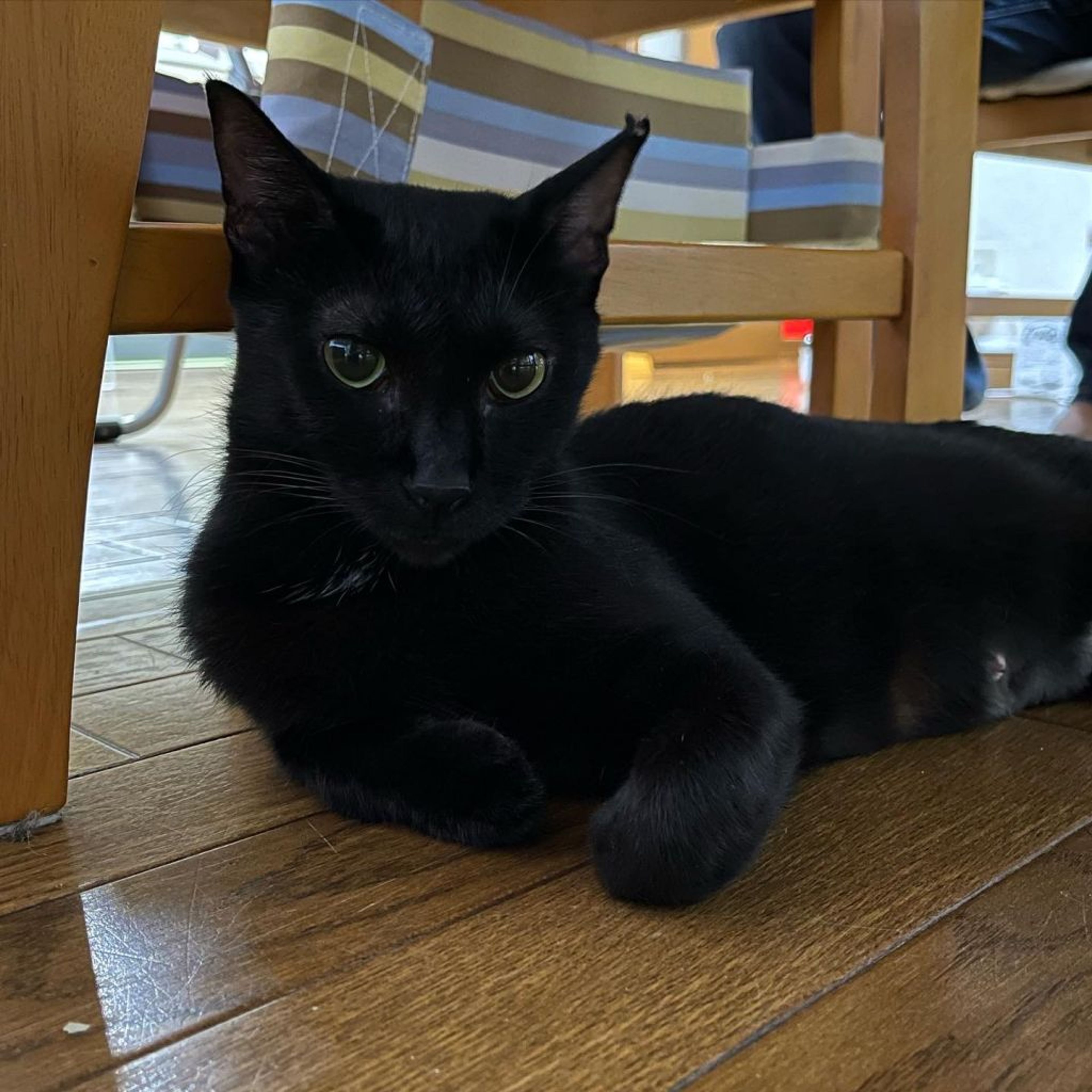 黒猫 トンネルの匂いがすごく気になったつくねちゃん。#黒猫つくね