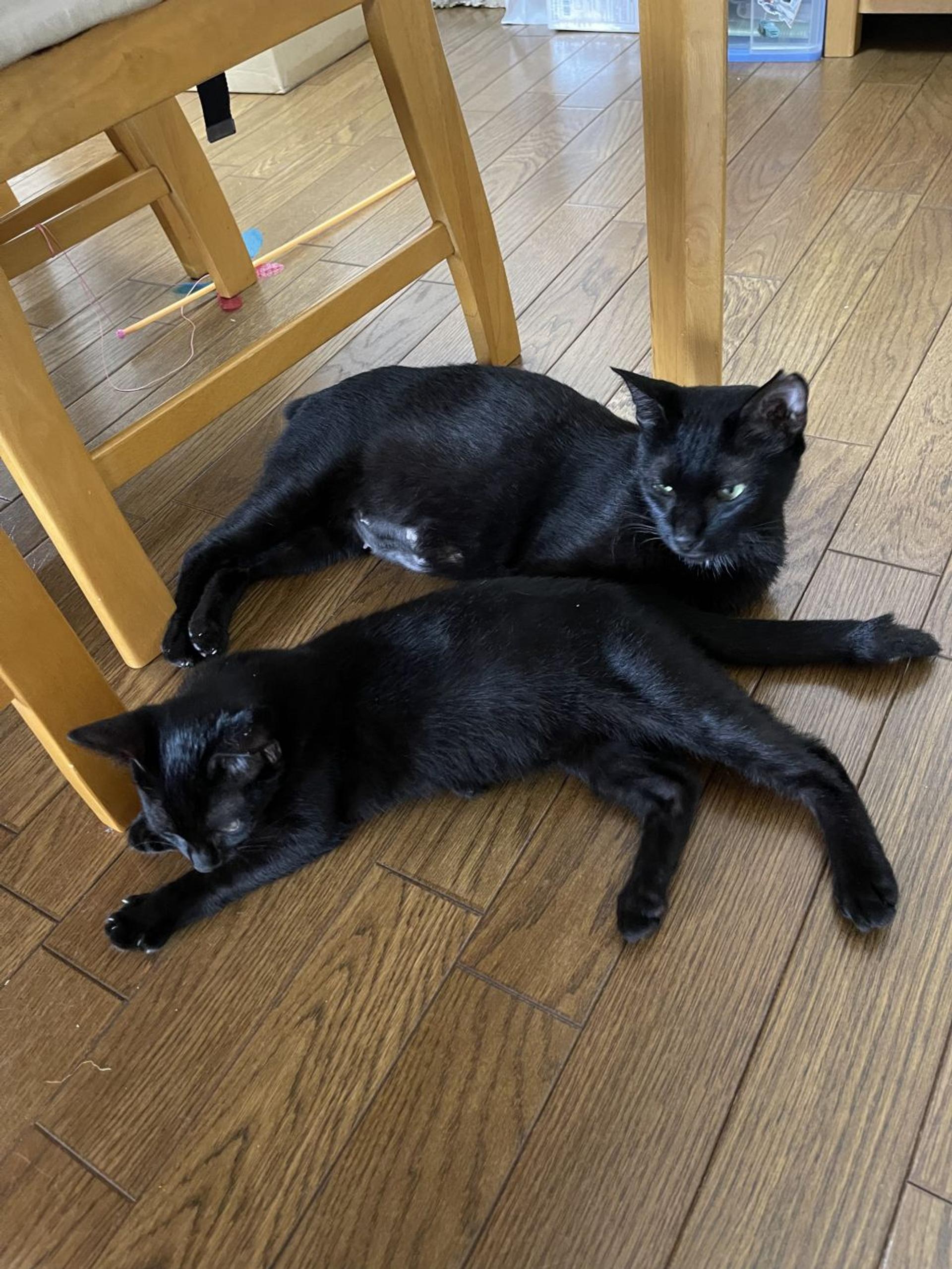 pet-image-7