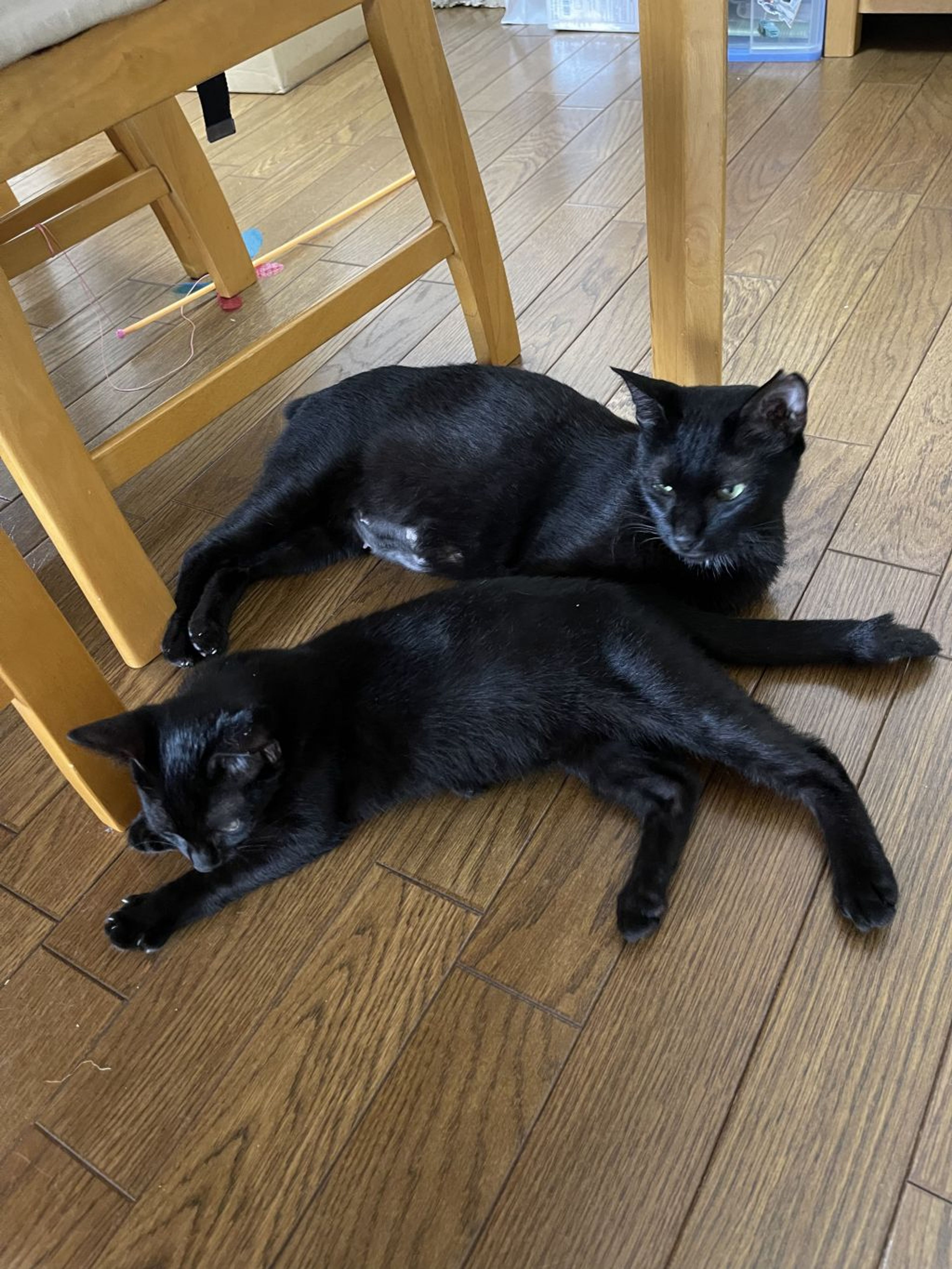 マイペースな優しい黒猫さん | 雑種（ミックス猫） | 野良猫