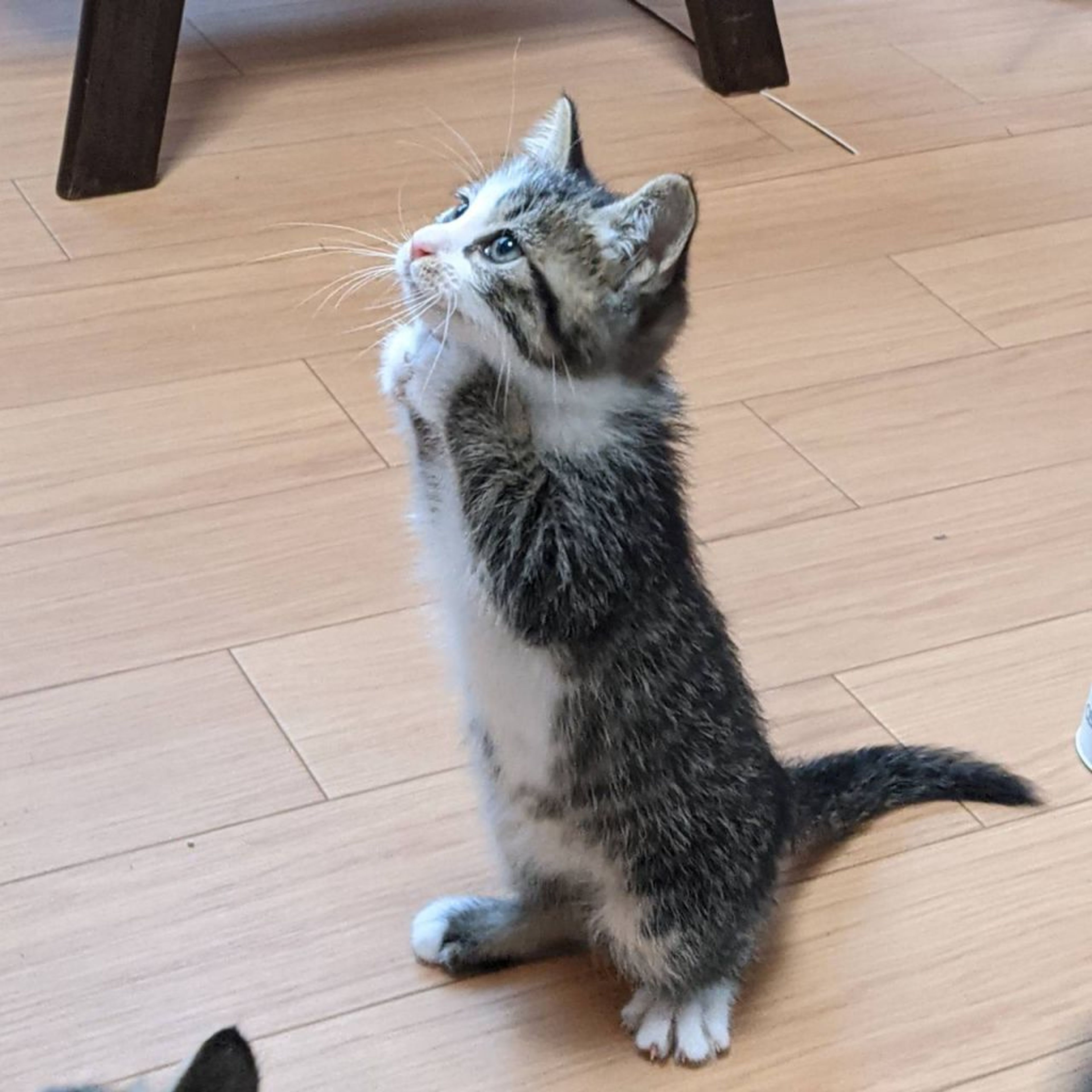 雑種（ミックス猫）・オスの里親募集の写真