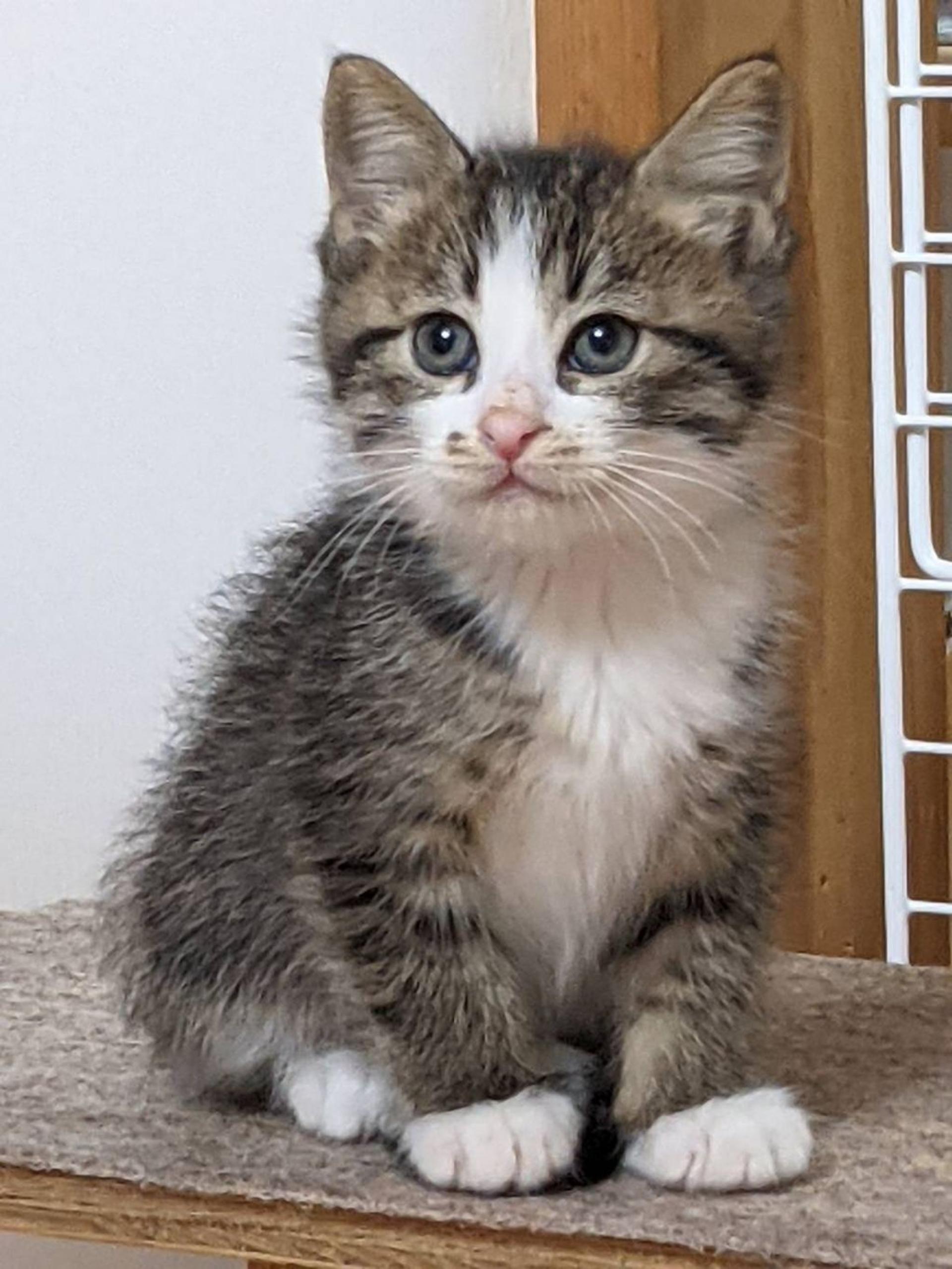 pet-image-2