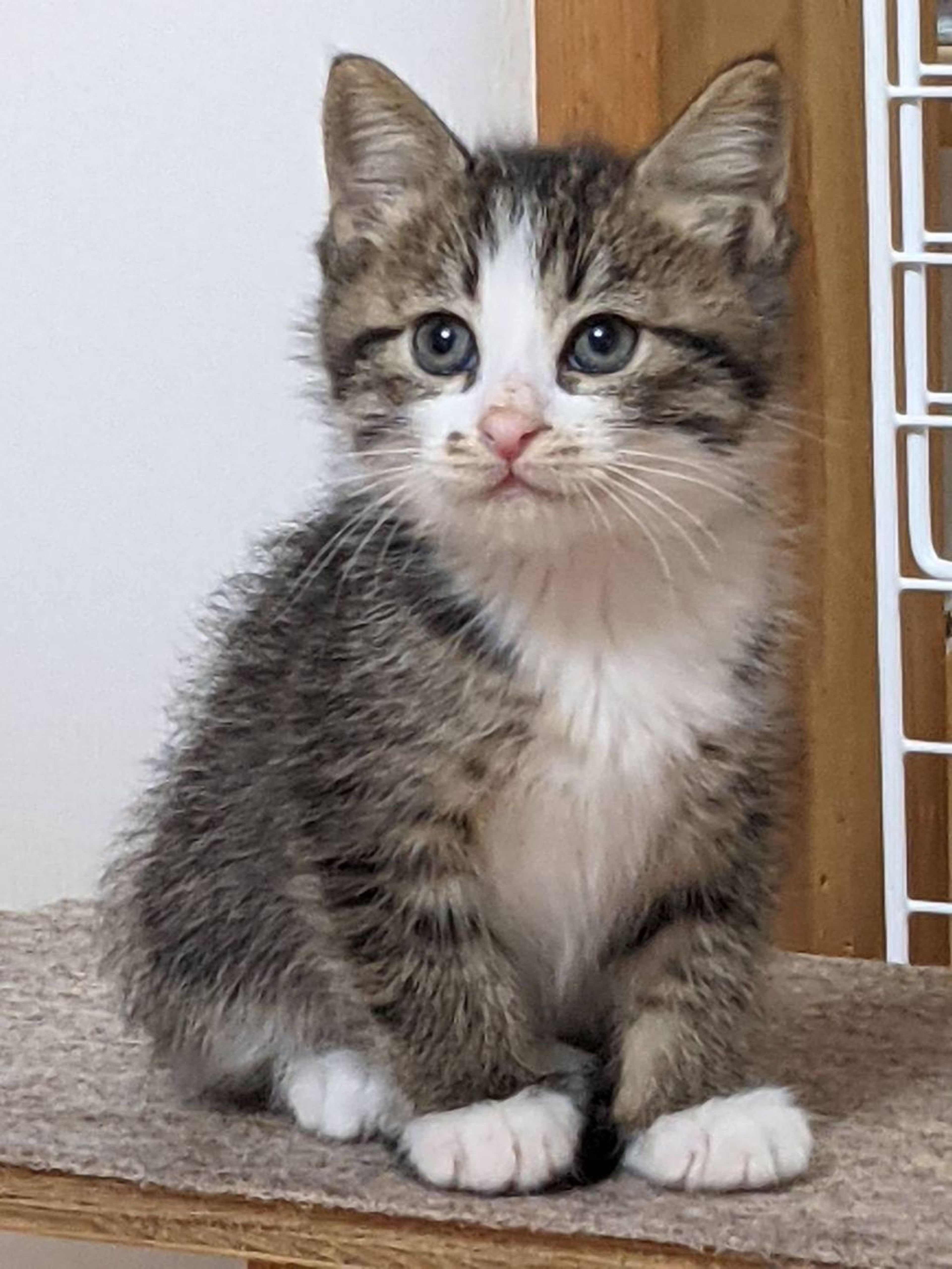 pet-image-2