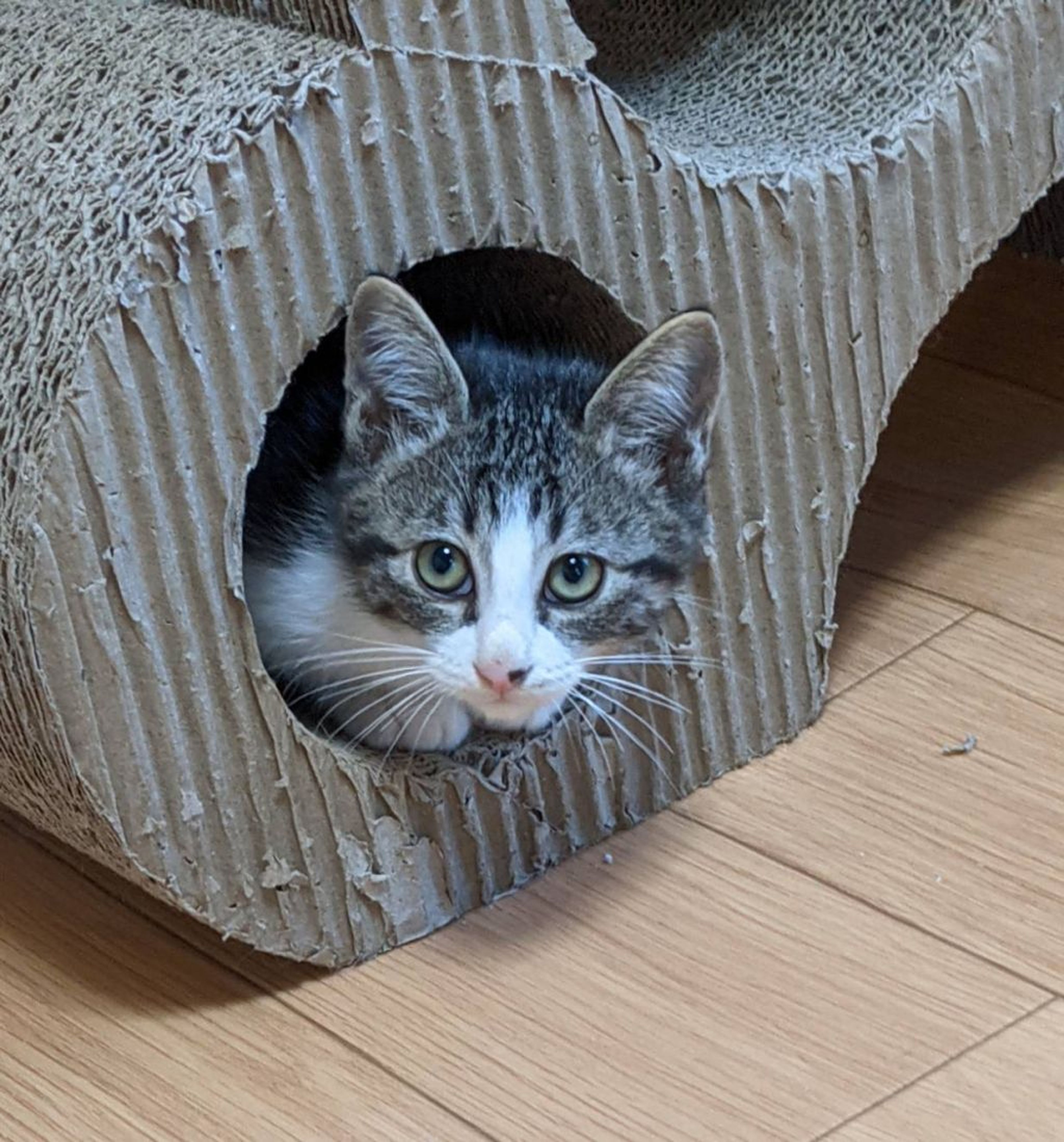 pet-image-2