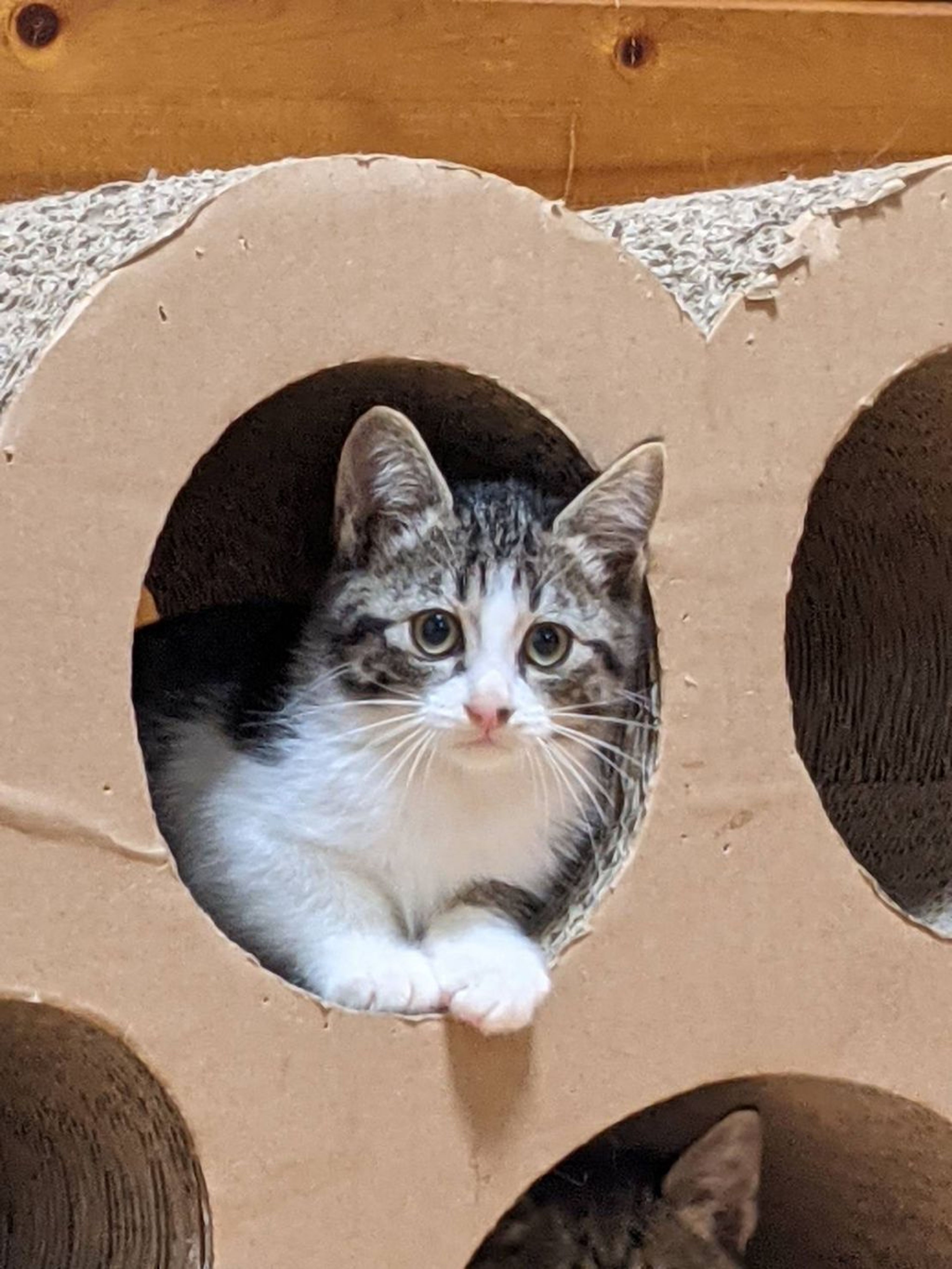 pet-image-4