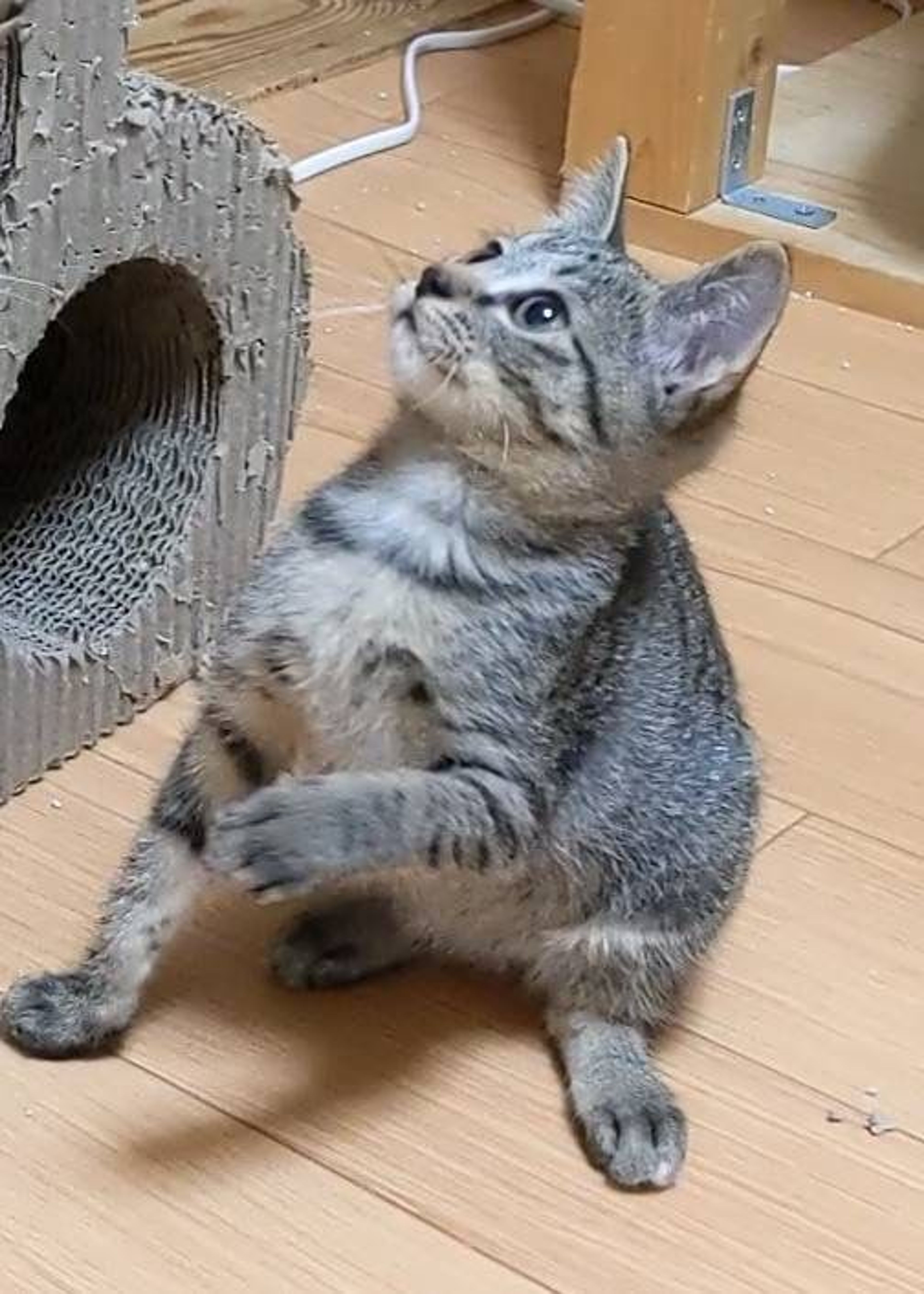 雑種（ミックス猫）・メスの里親募集の写真