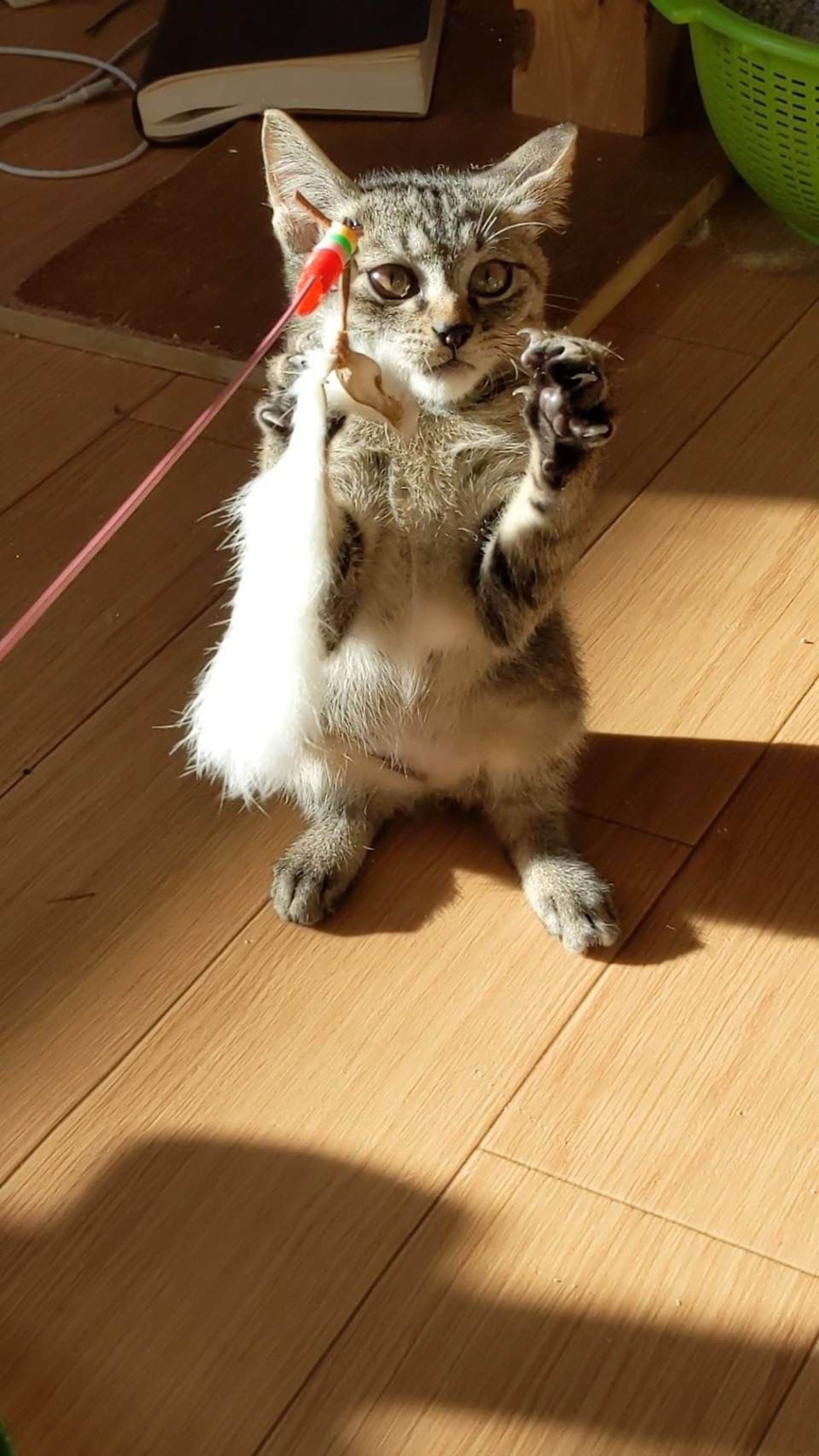 pet-image-2
