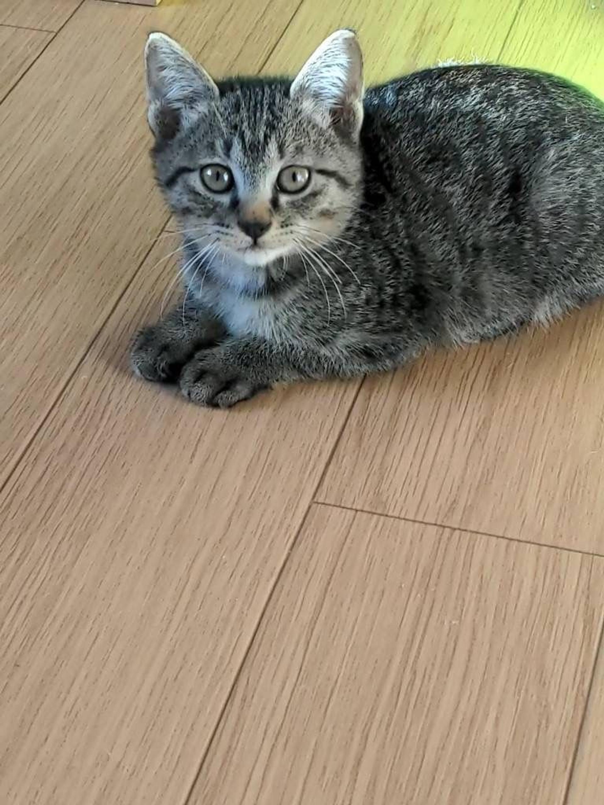pet-image-3