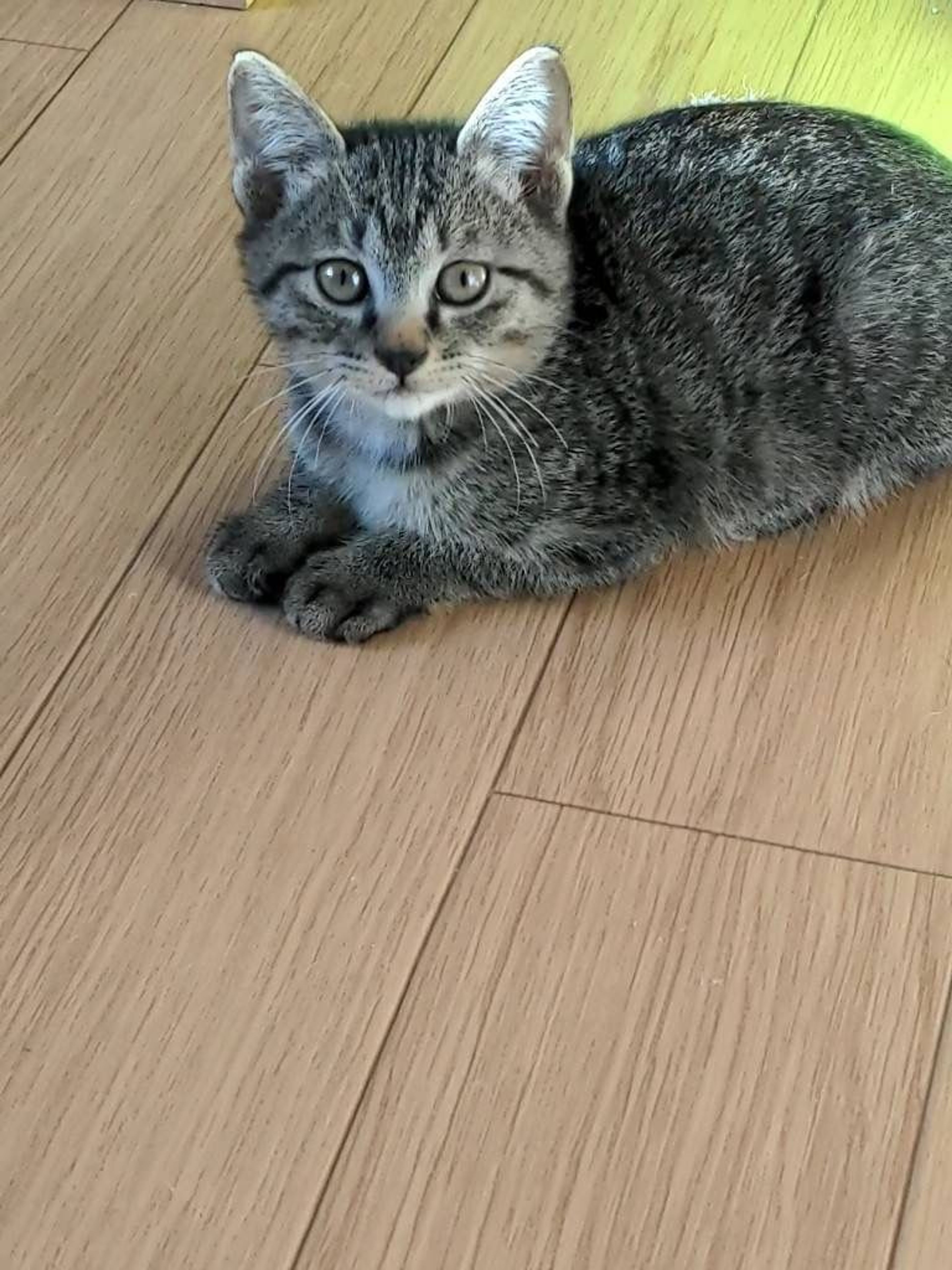 pet-image-3