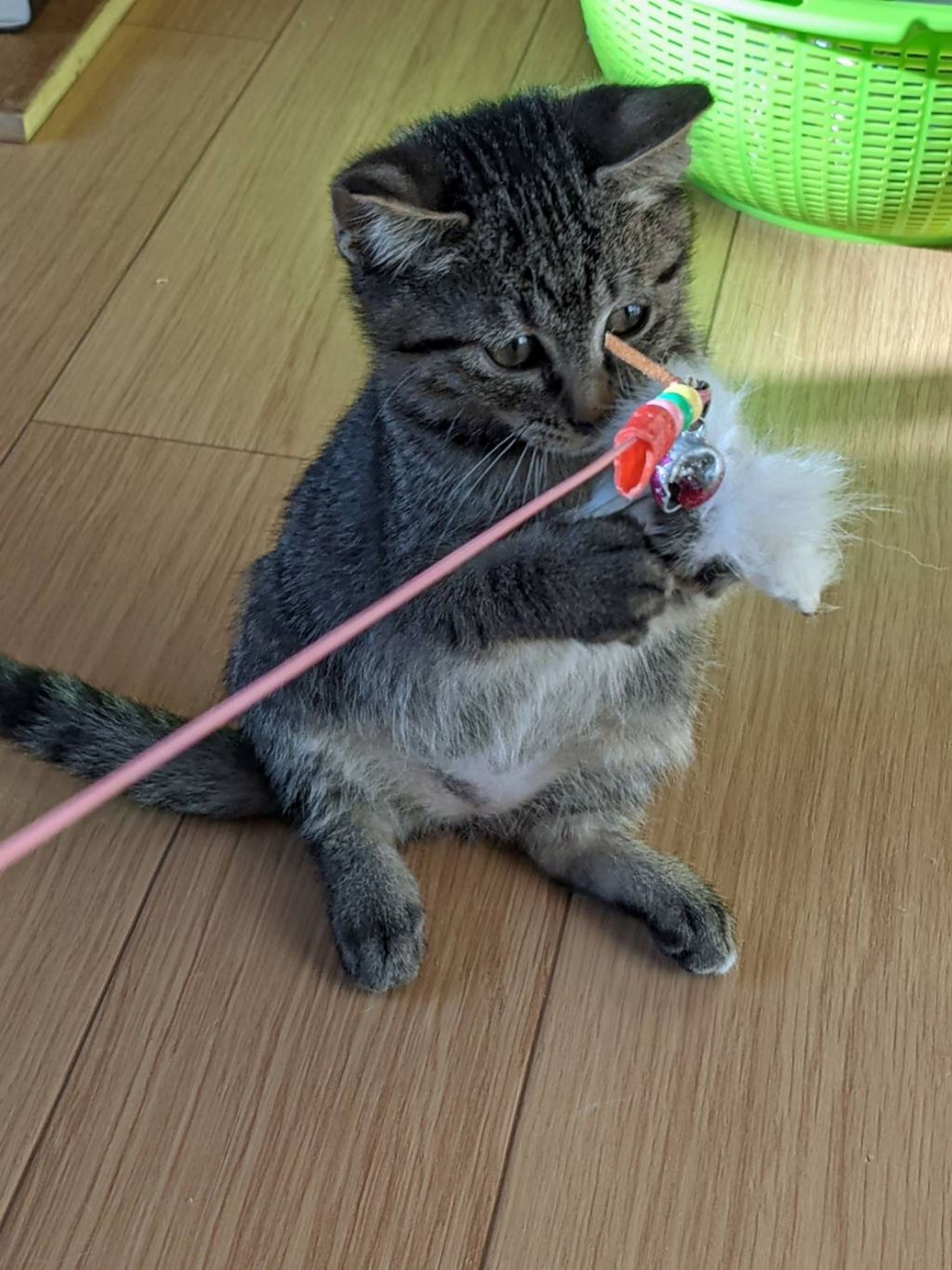 pet-image-4
