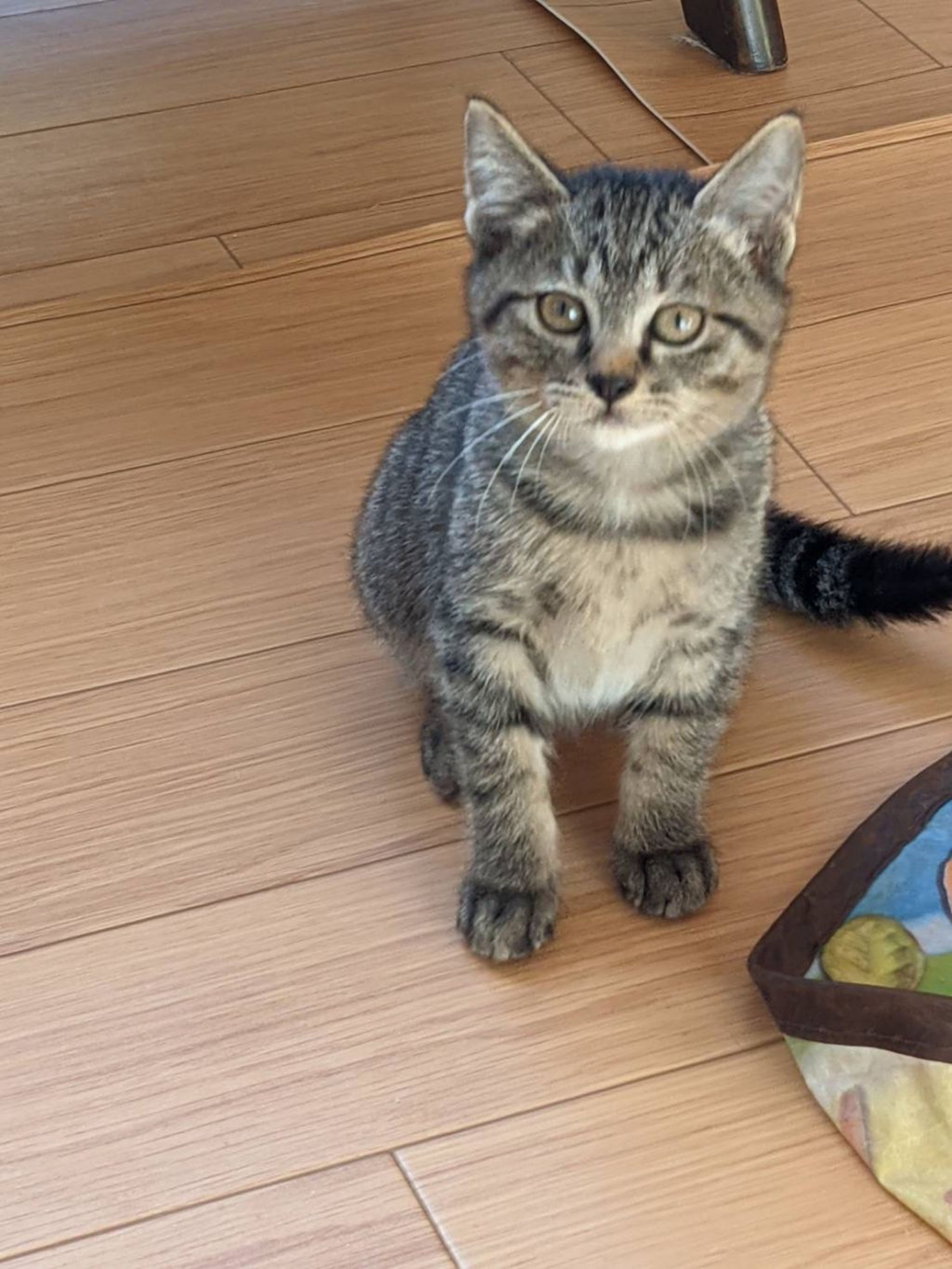 pet-image-5