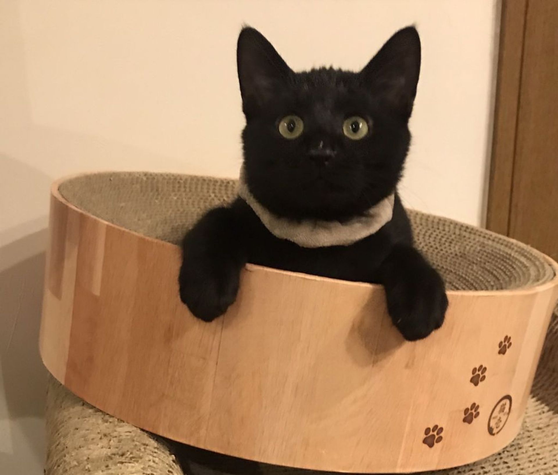 雑種（ミックス猫）・オスの里親募集の写真