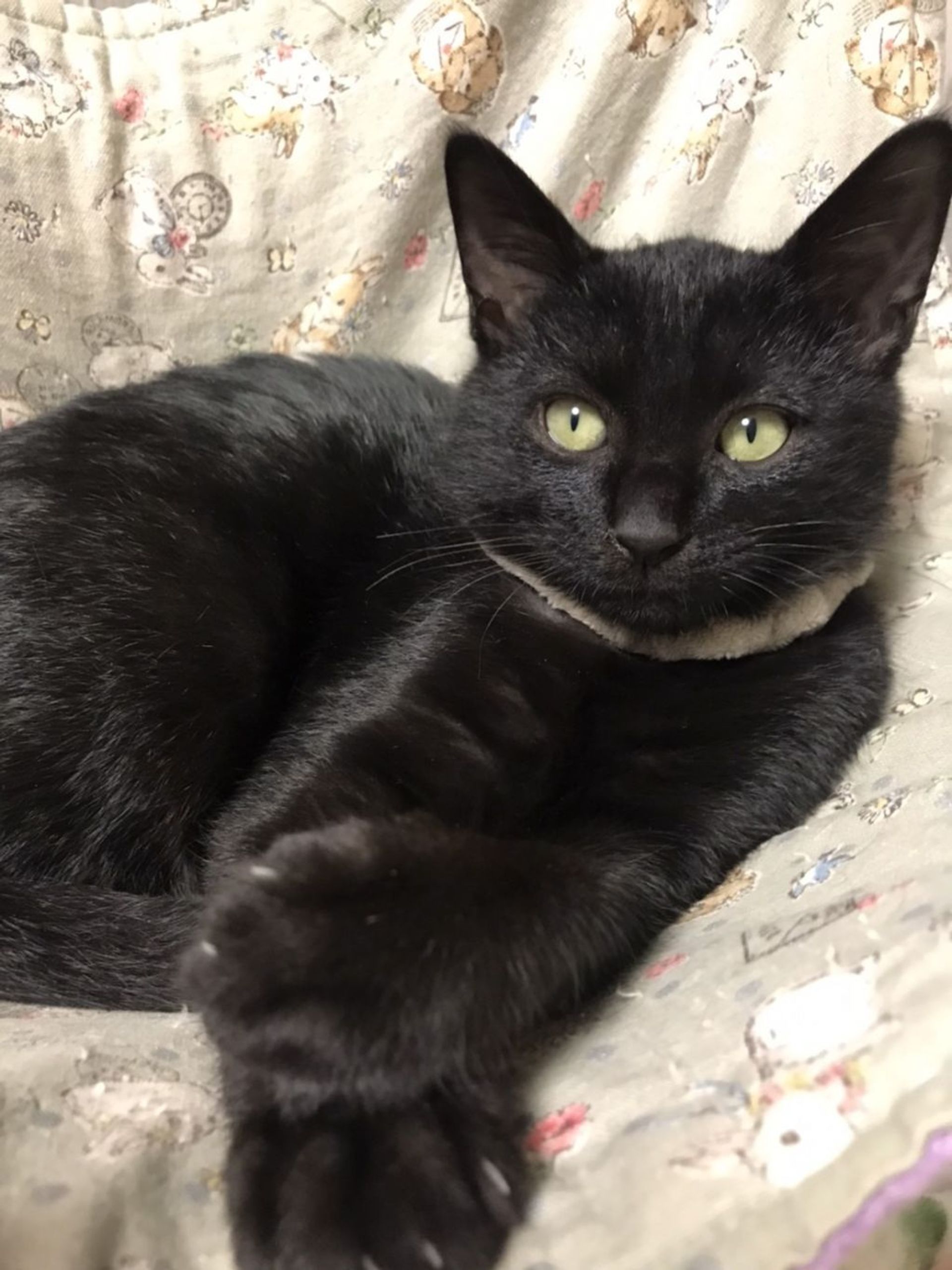 雑種（ミックス猫）・オスの里親募集の写真