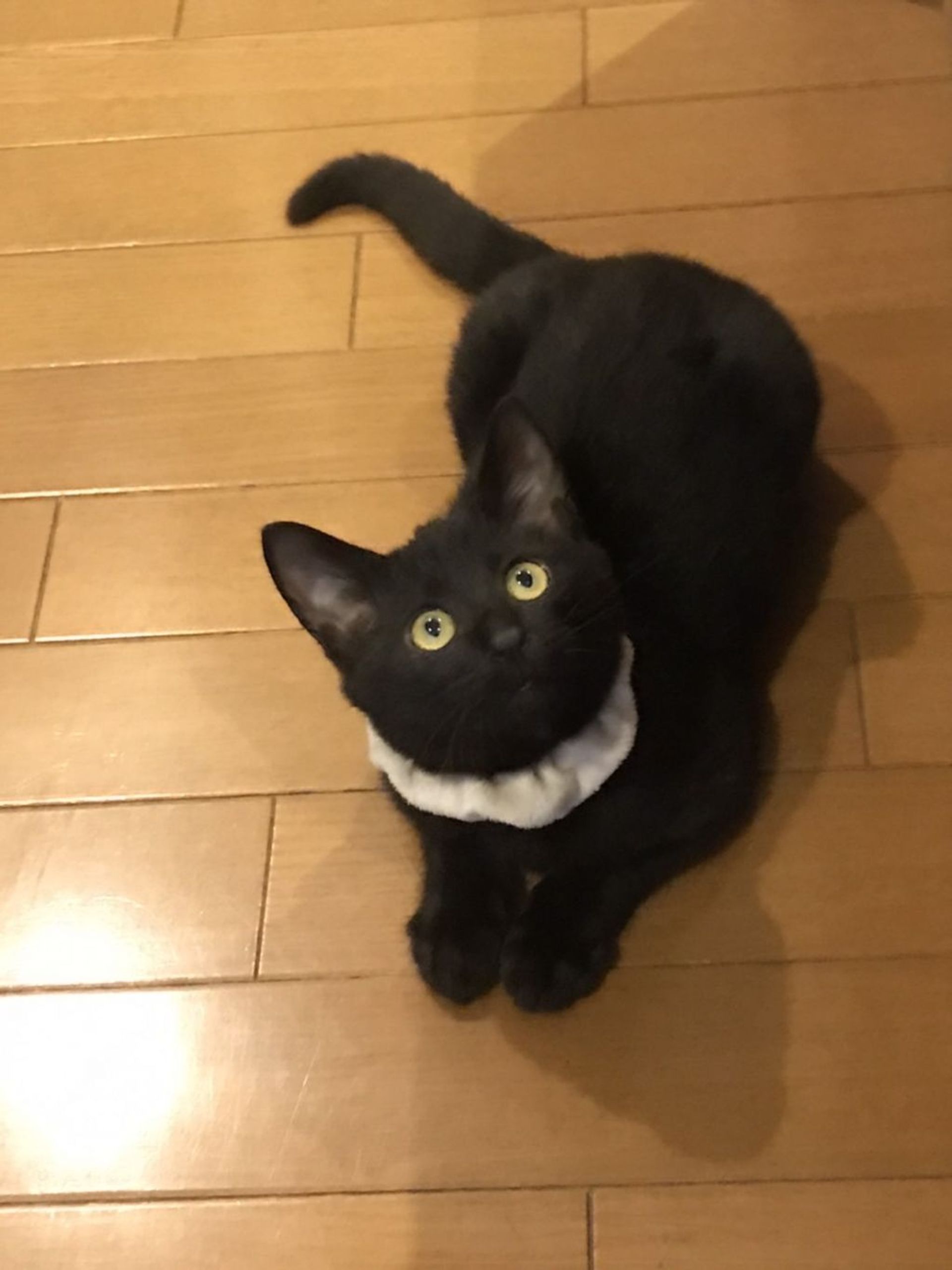 雑種（ミックス猫）・オスの里親募集の写真