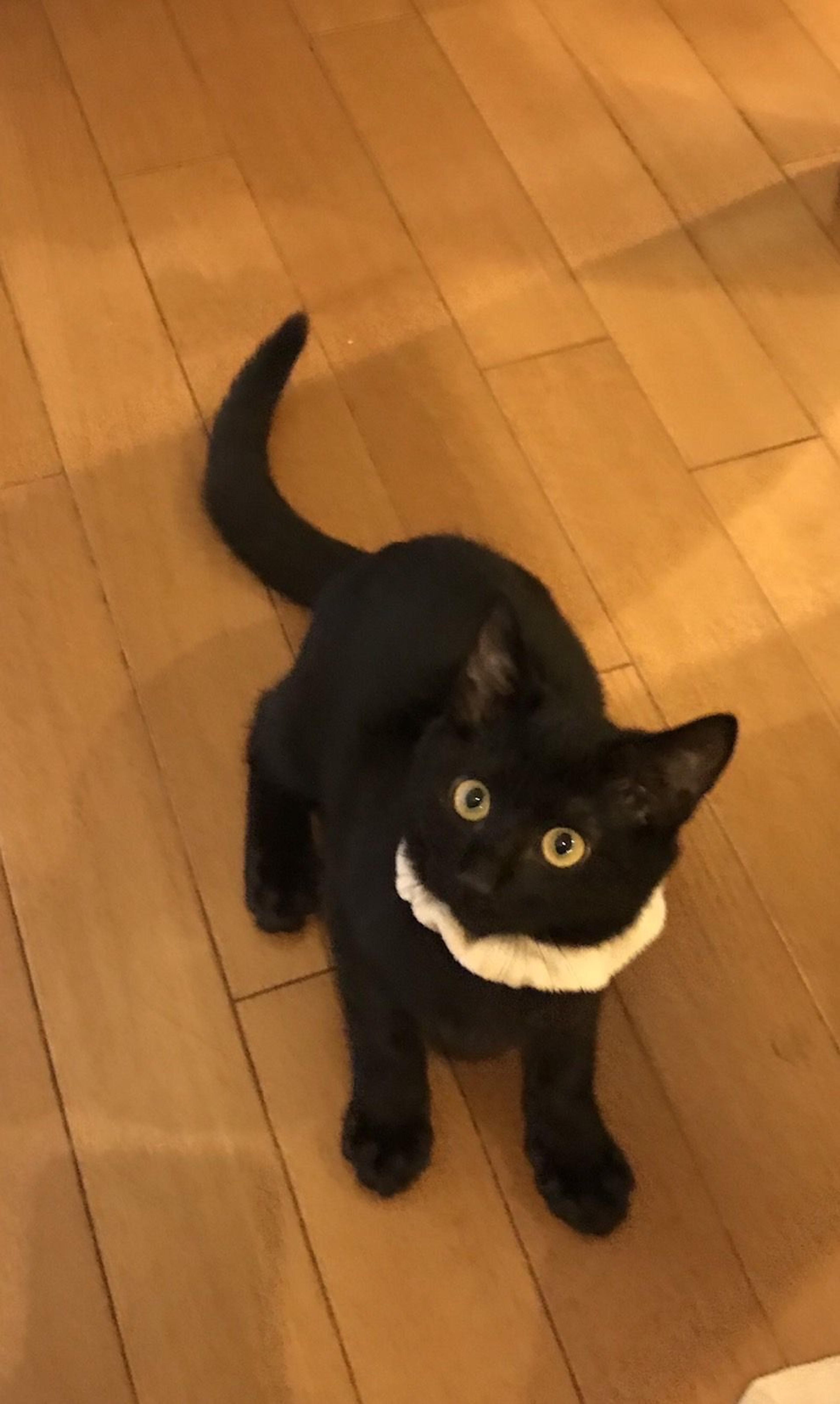 pet-image-2