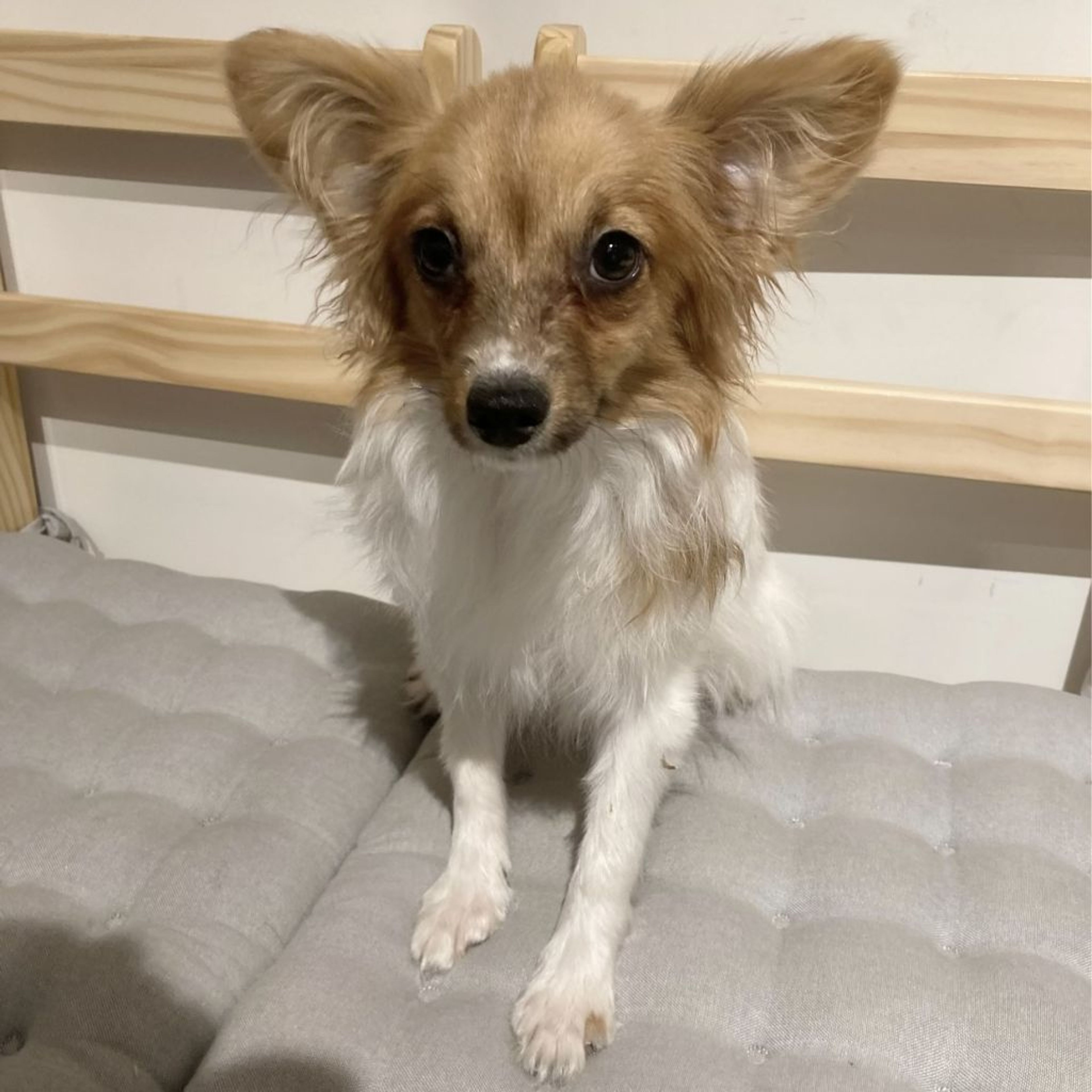 pet-image-4