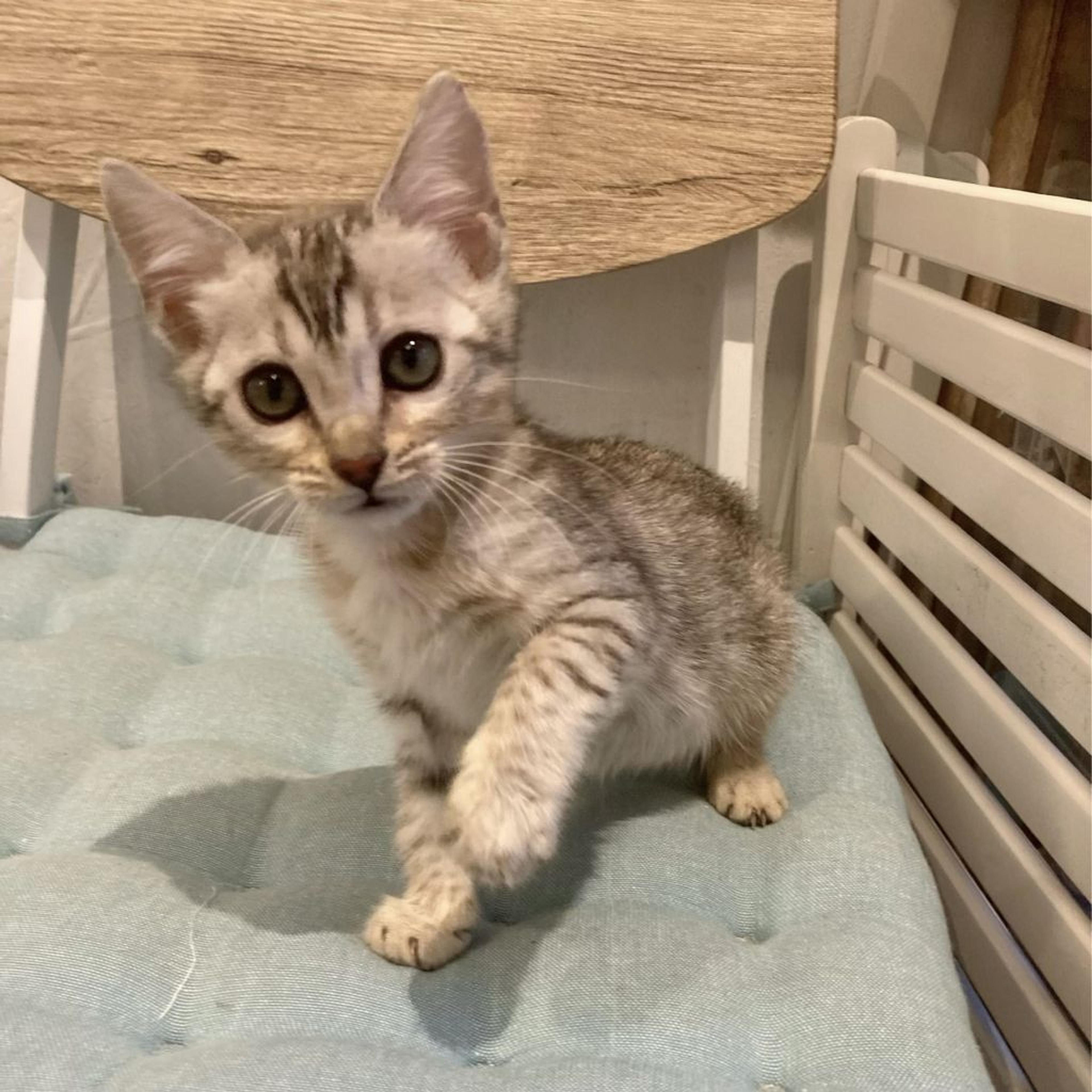 pet-image-3