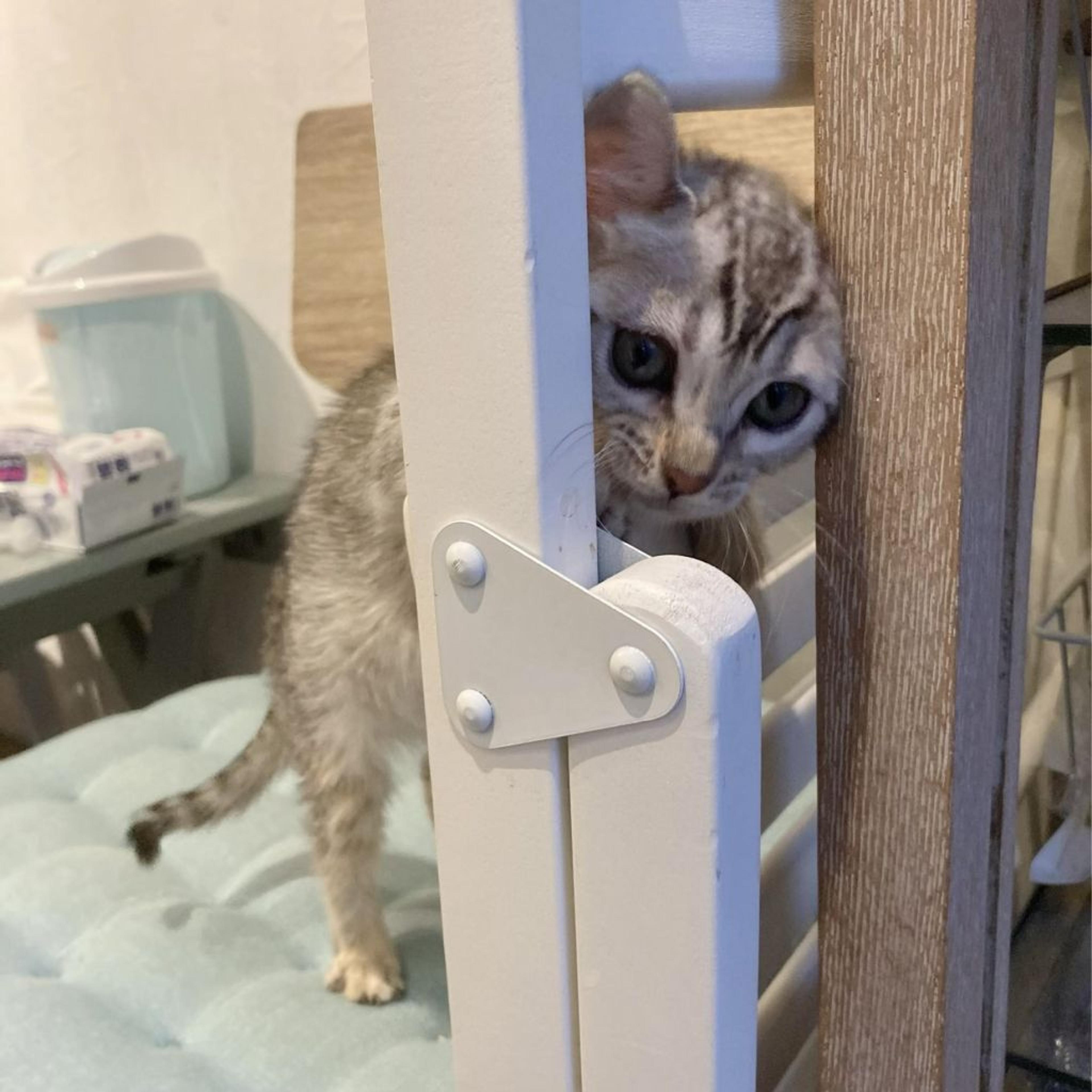 pet-image-4