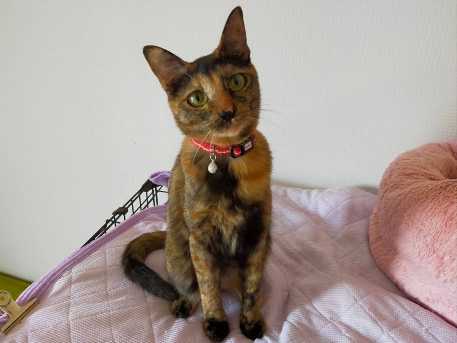雑種（ミックス猫）・メスの里親募集の写真