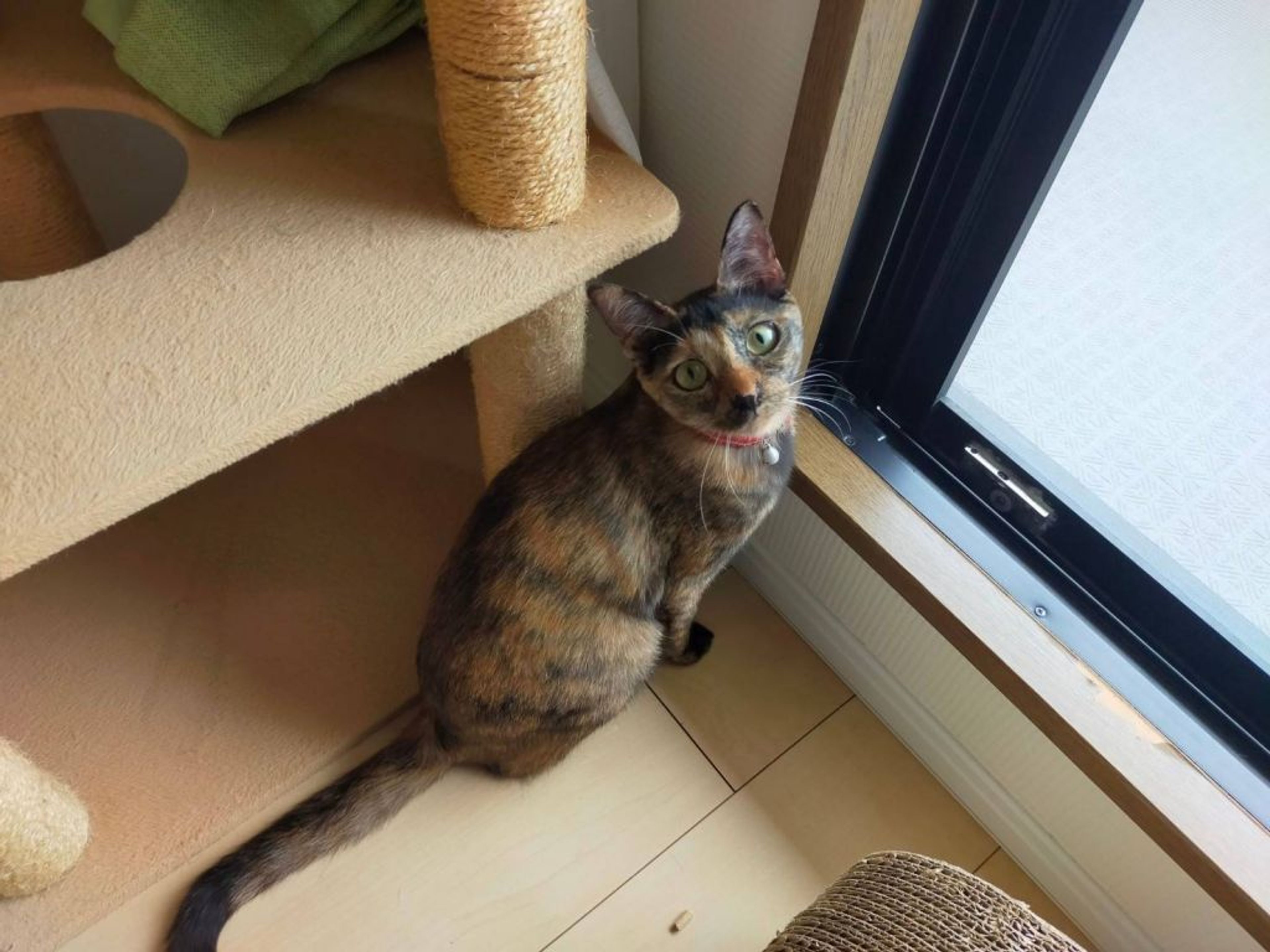 pet-image-3