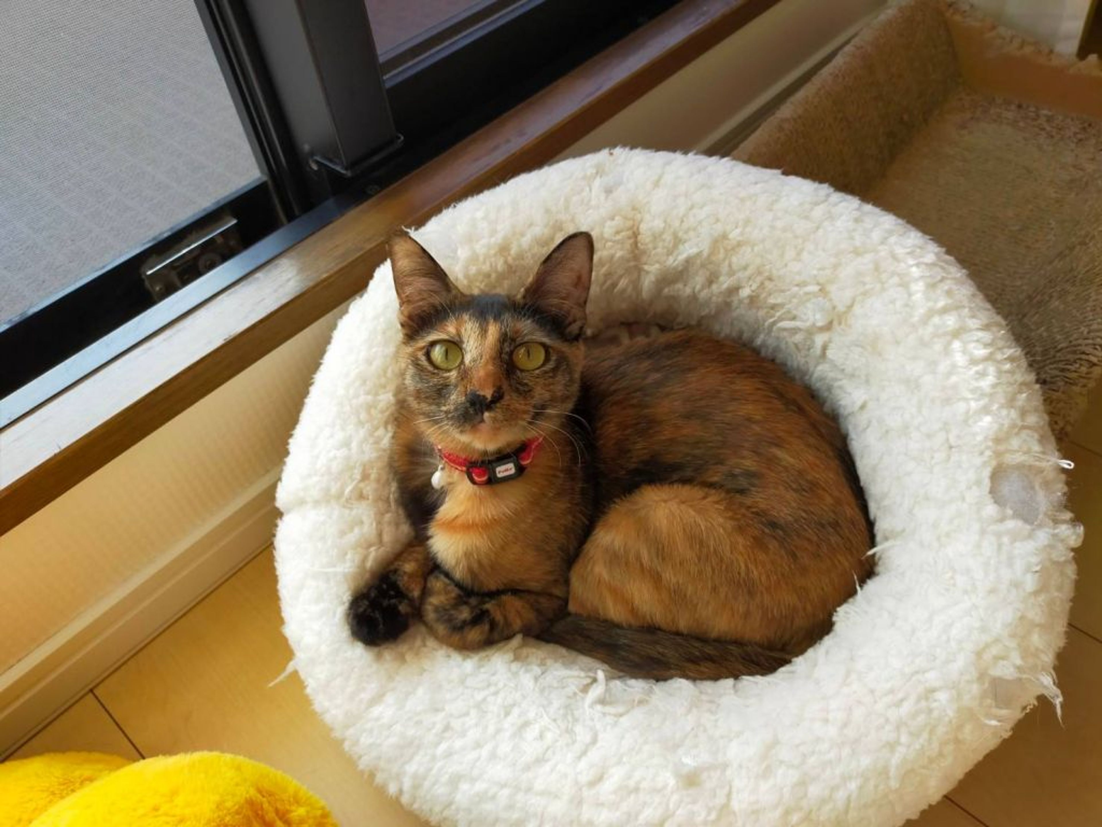 pet-image-4
