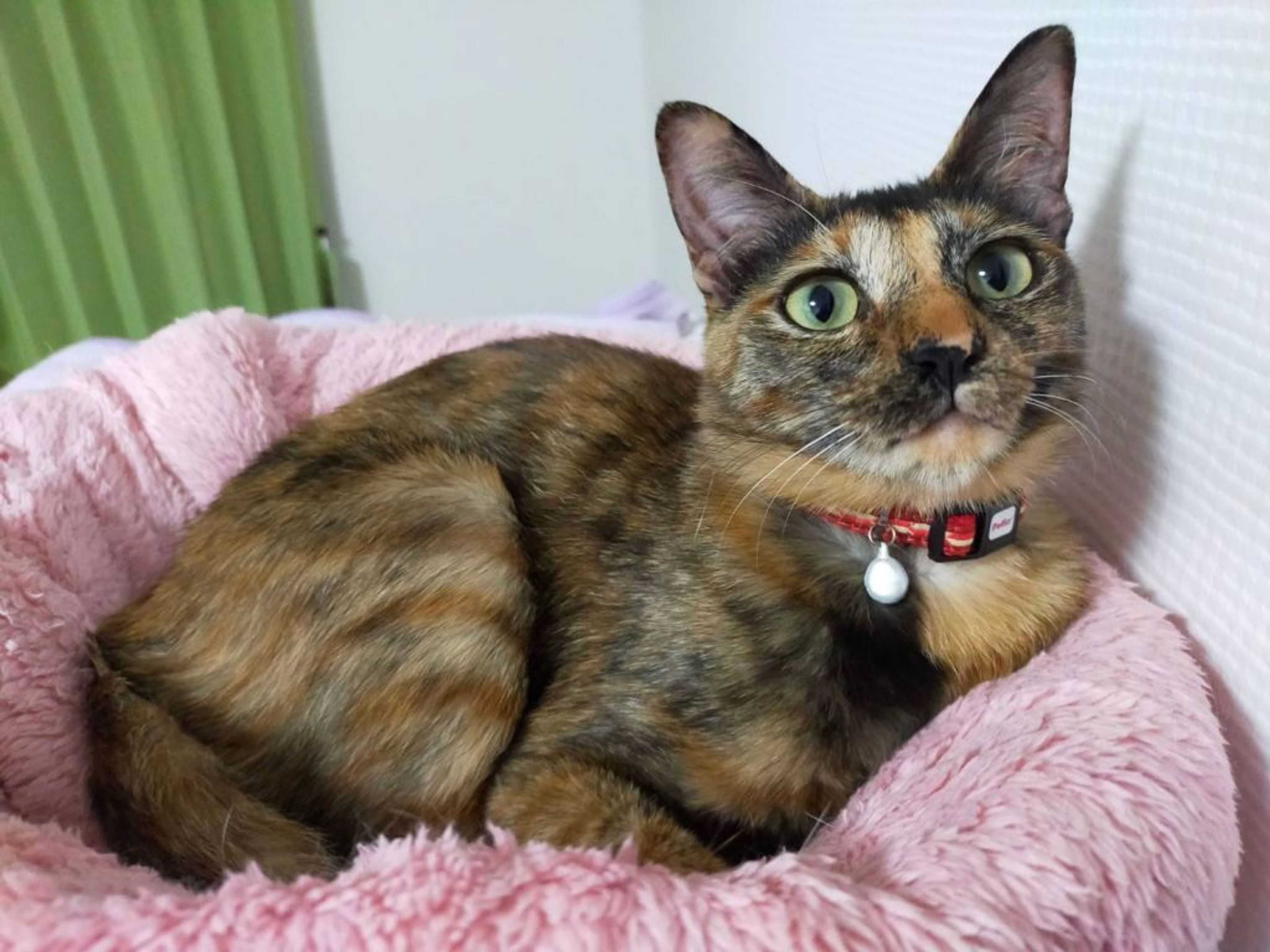 pet-image-5