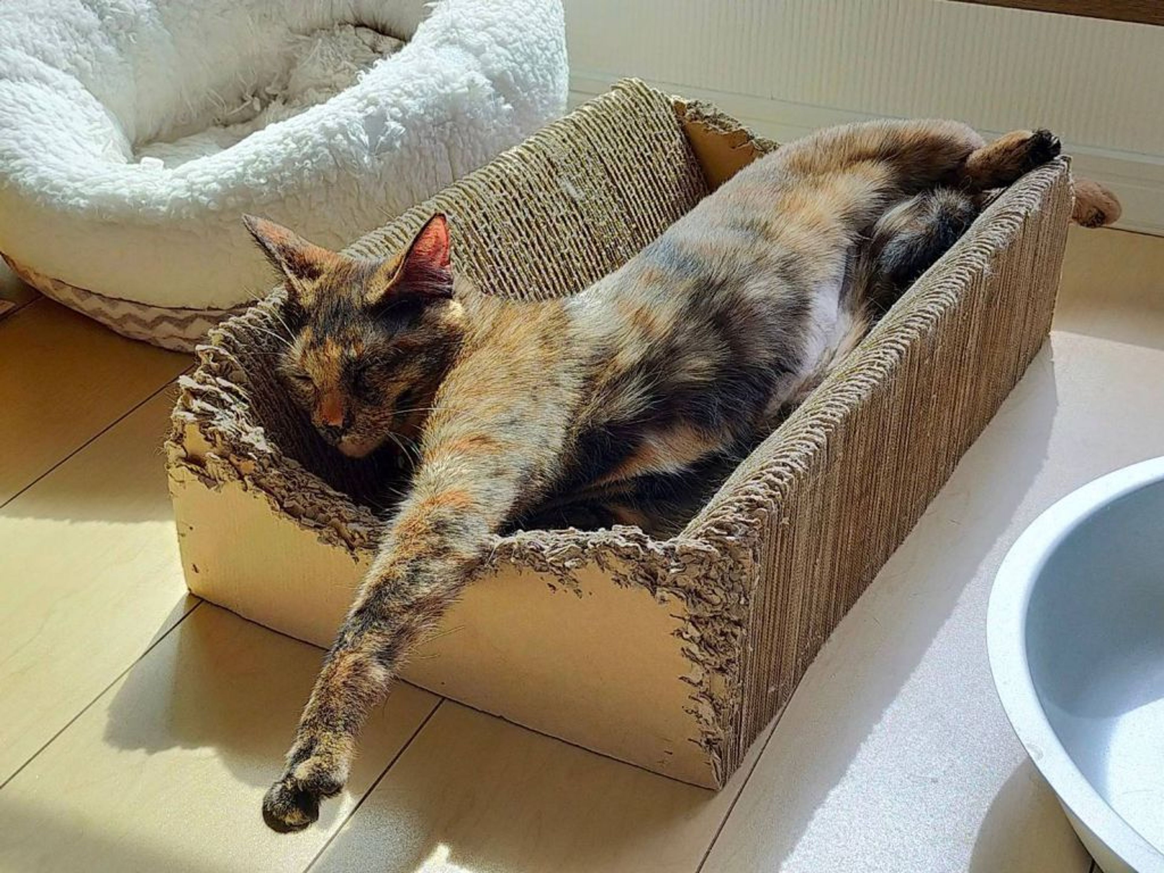 pet-image-7
