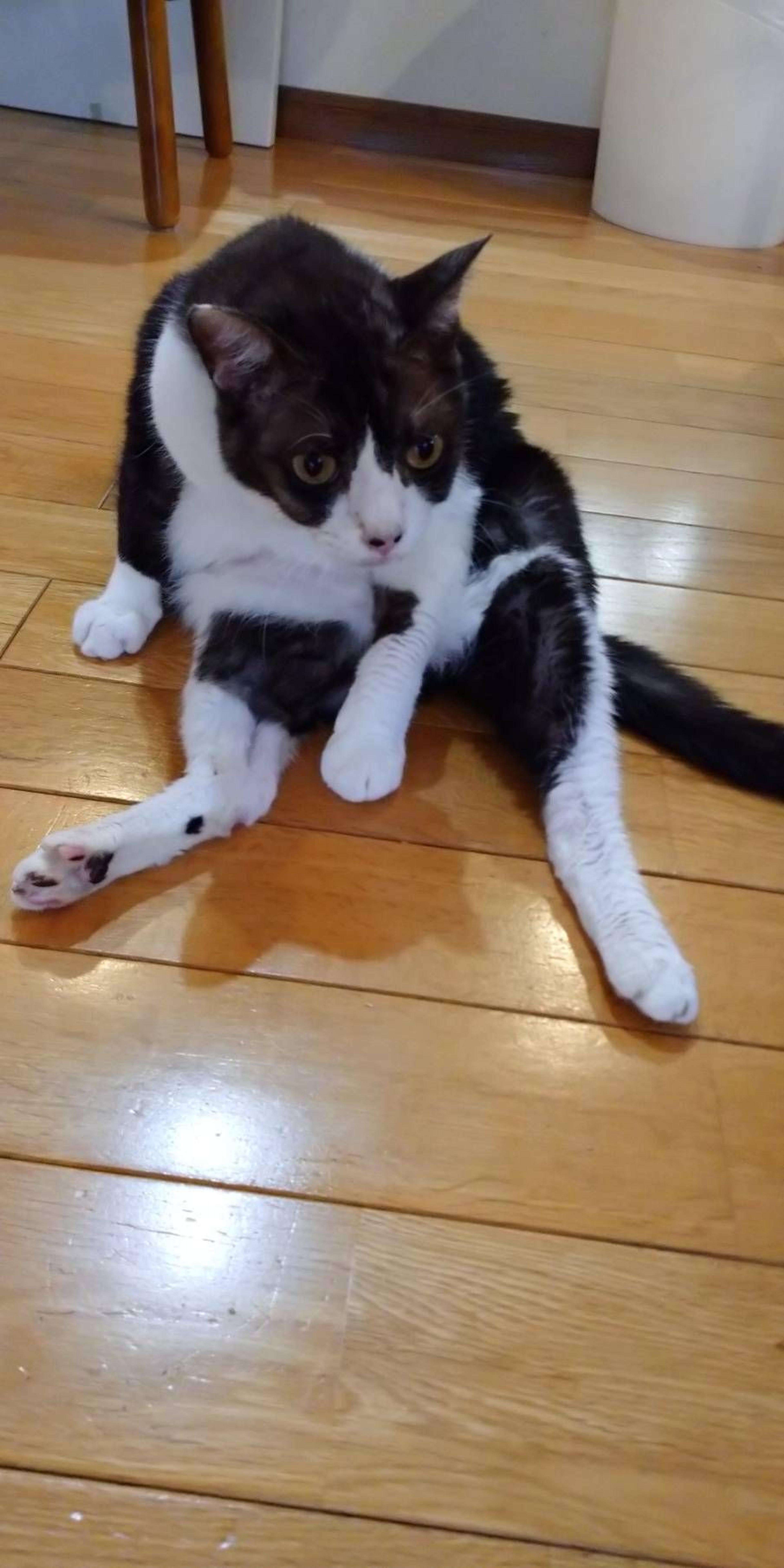 pet-image-2