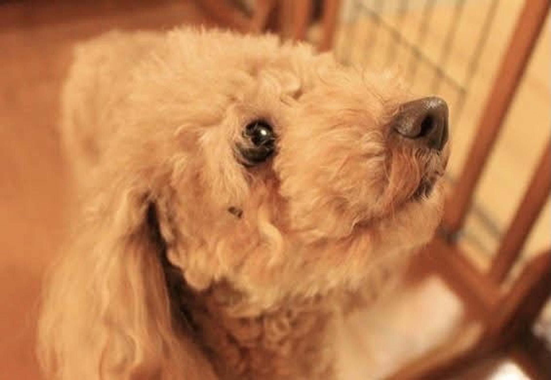pet-image-3