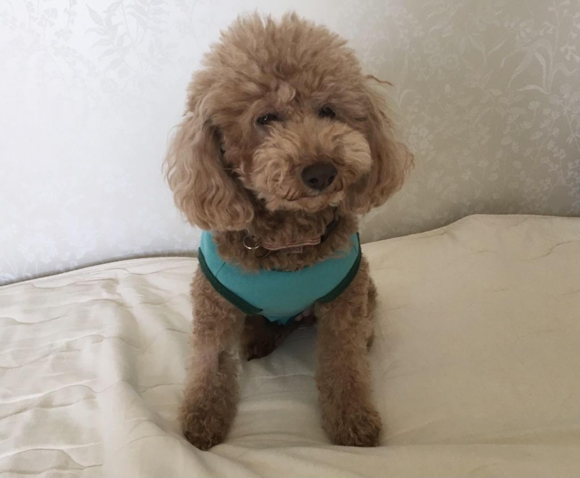 pet-image-4