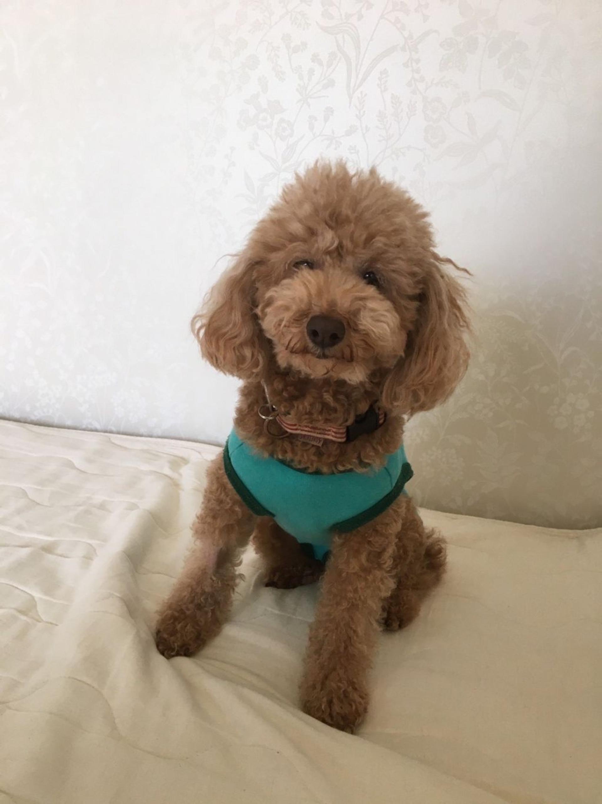 pet-image-5