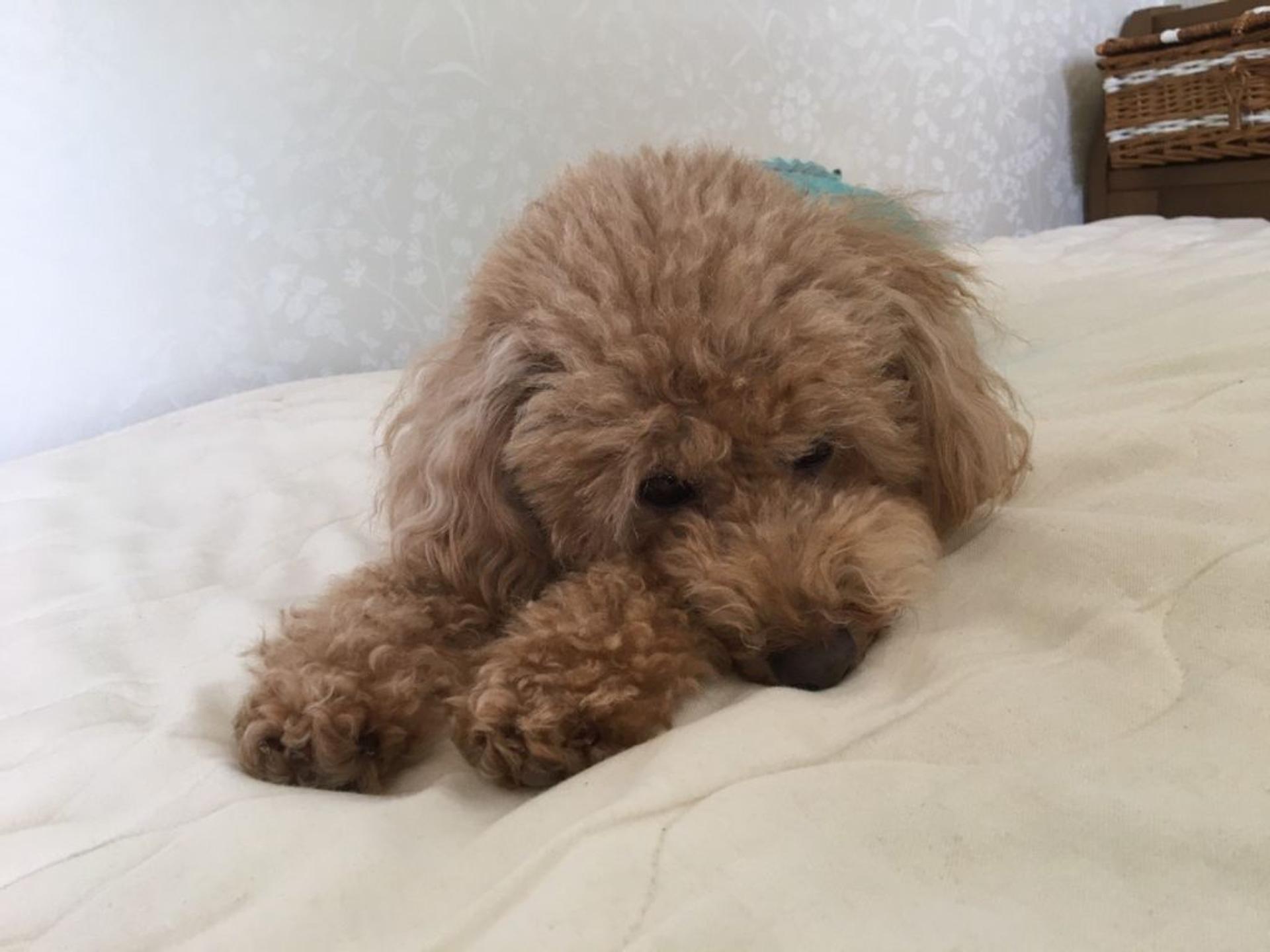 pet-image-6