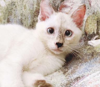 フワちゃんの写真