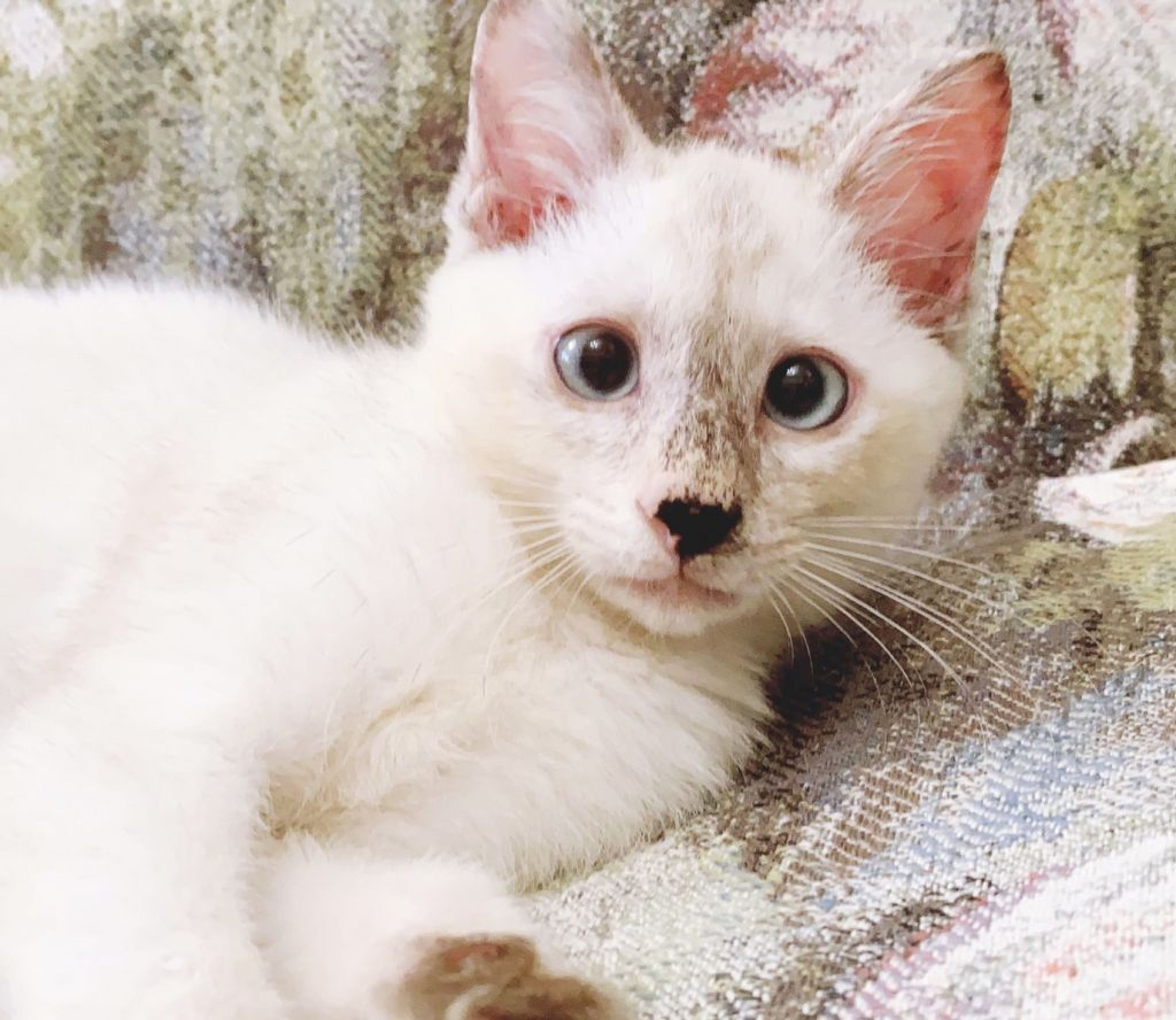 雑種（ミックス猫）・メスの里親募集の写真