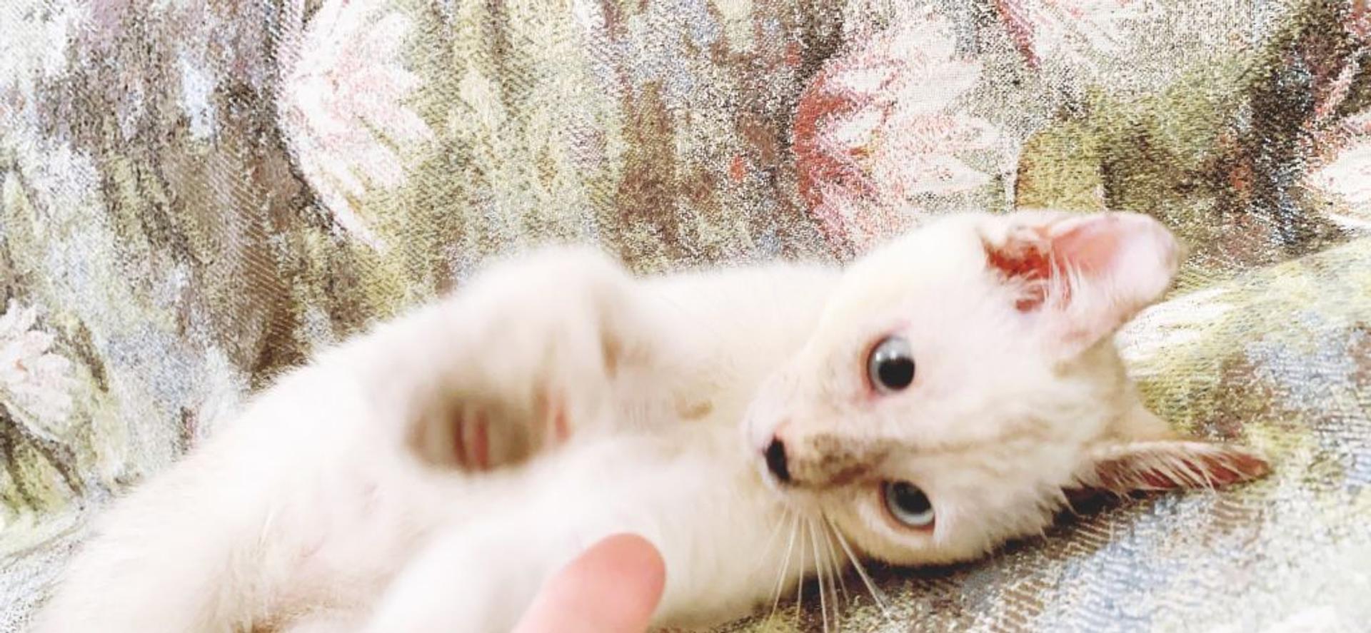 pet-image-2