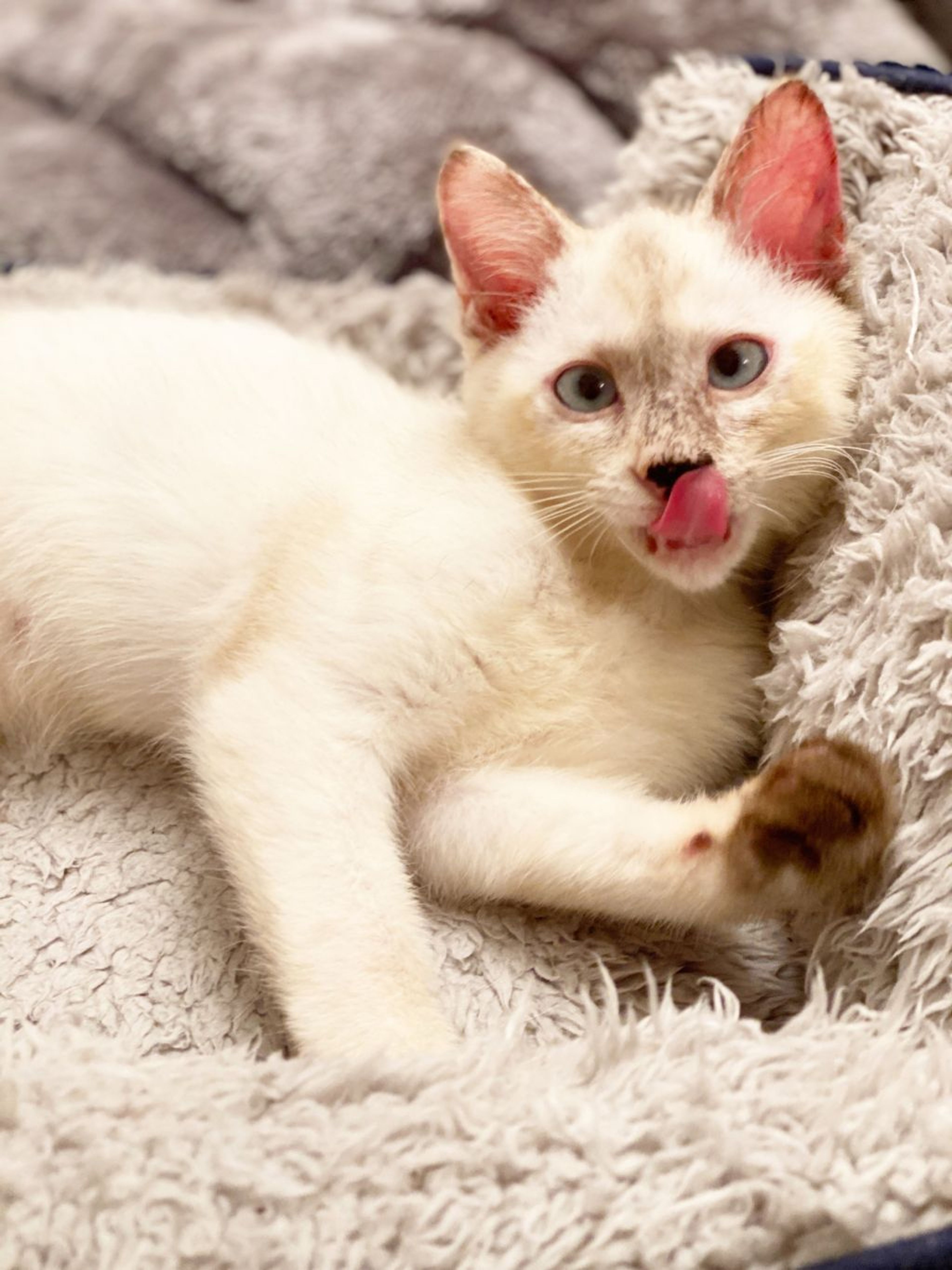 pet-image-3
