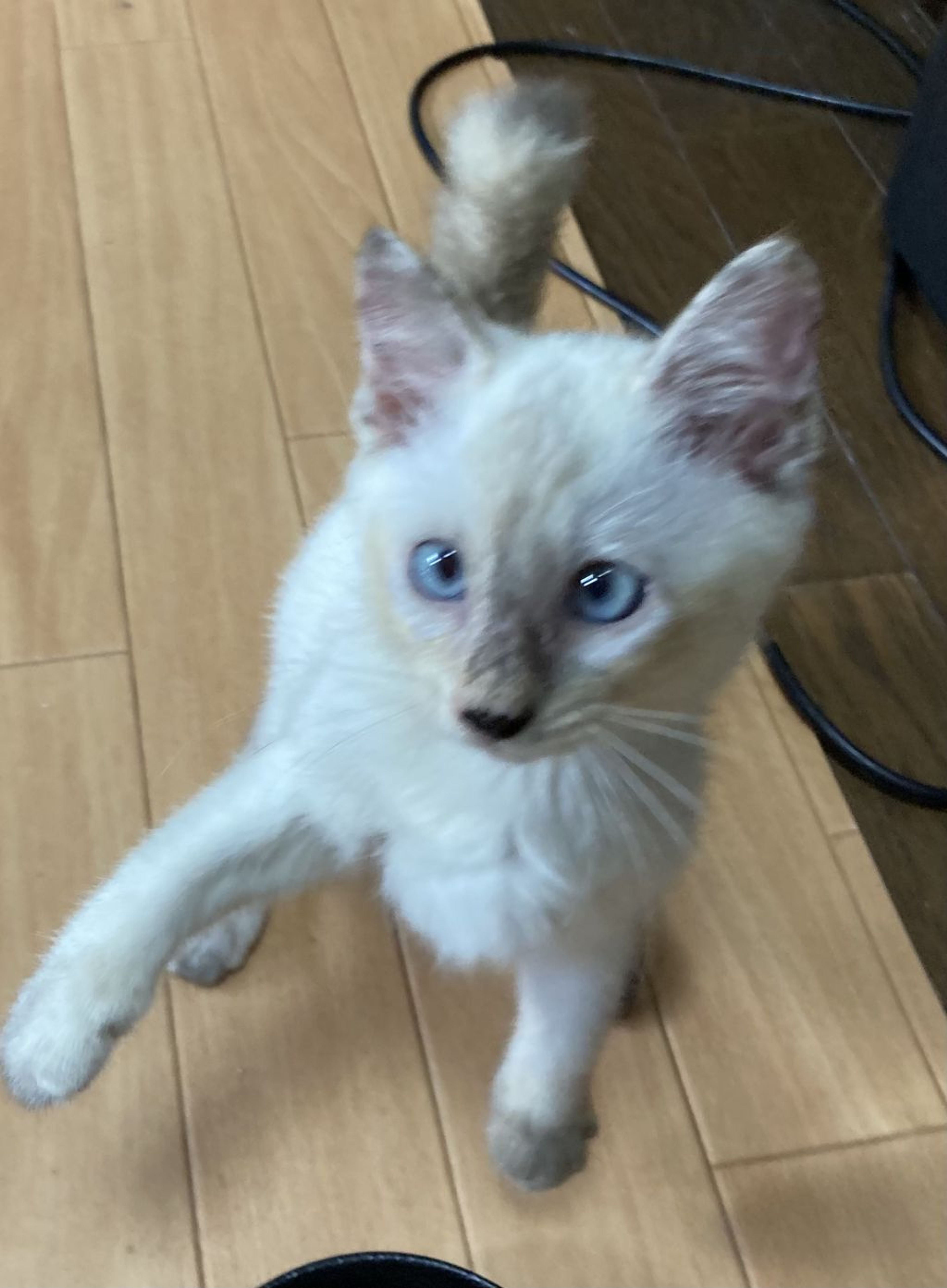 pet-image-4
