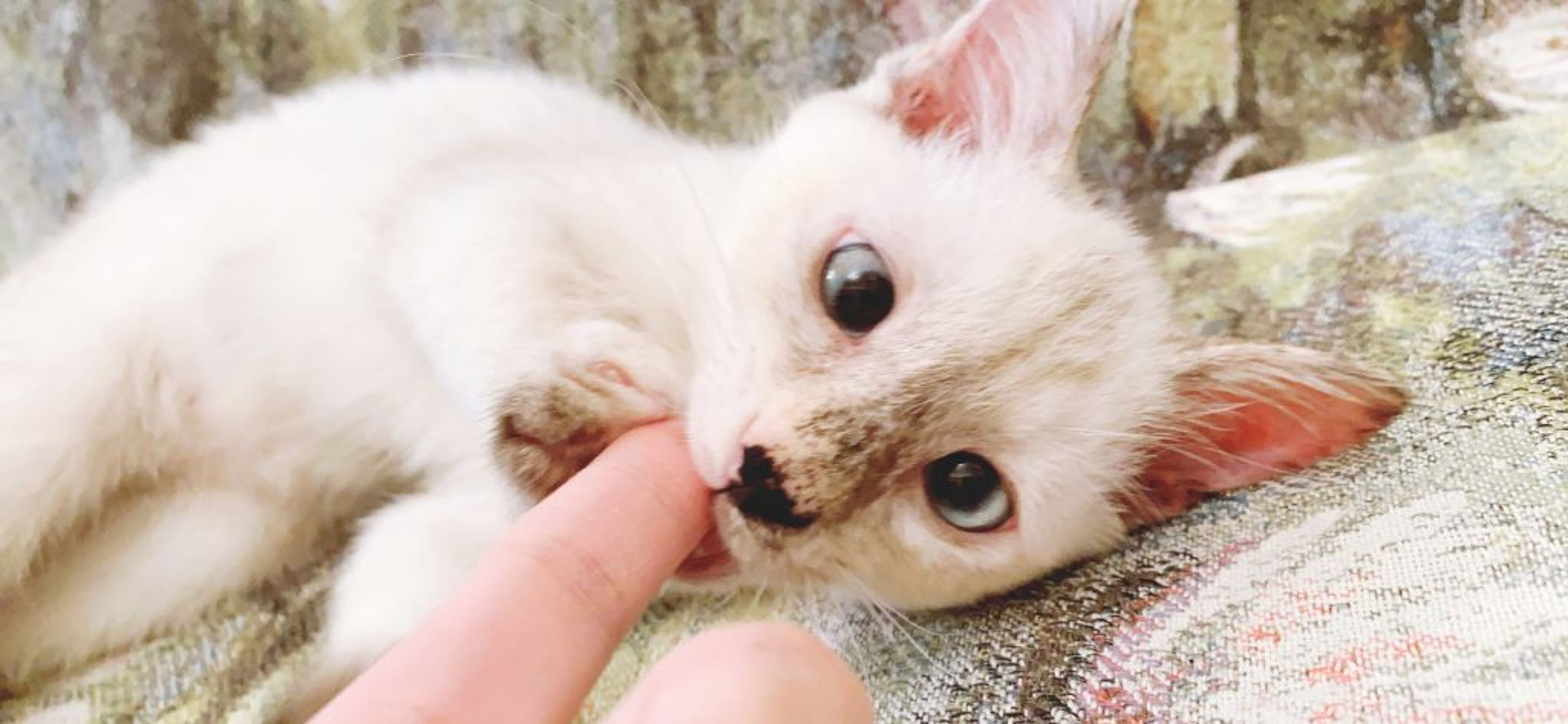 pet-image-6