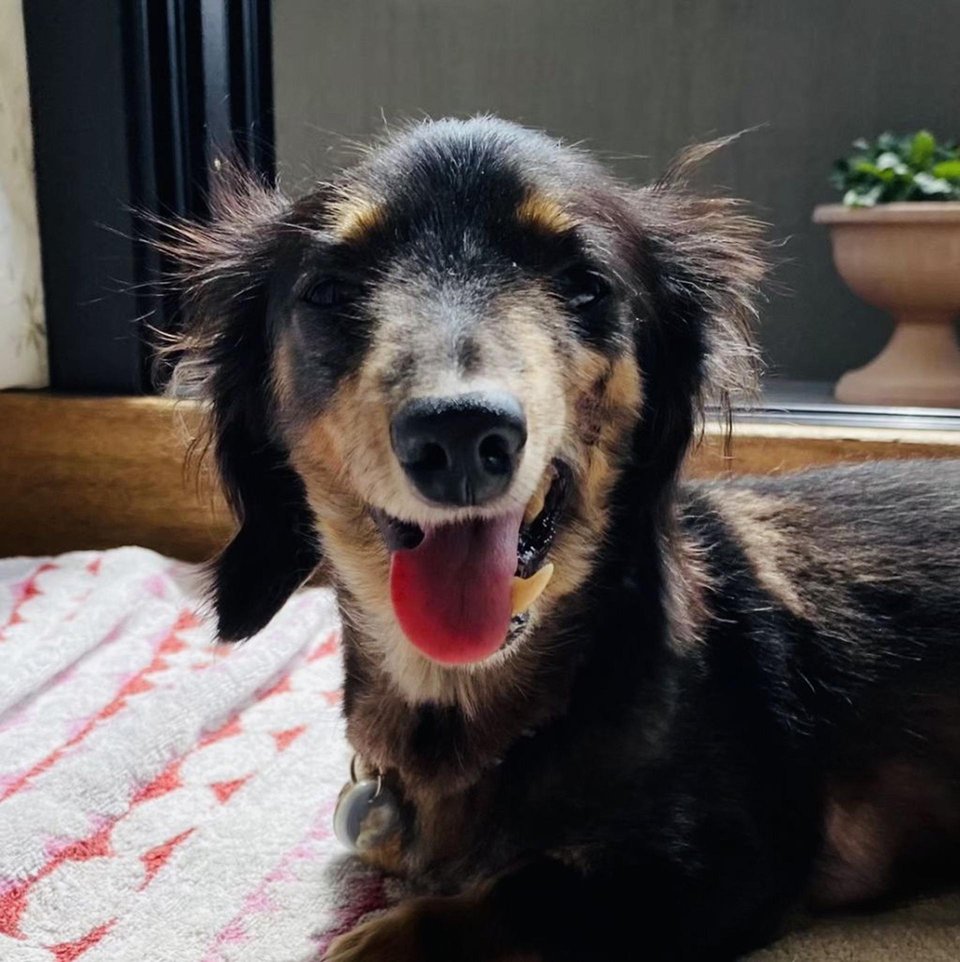 pet-image-3