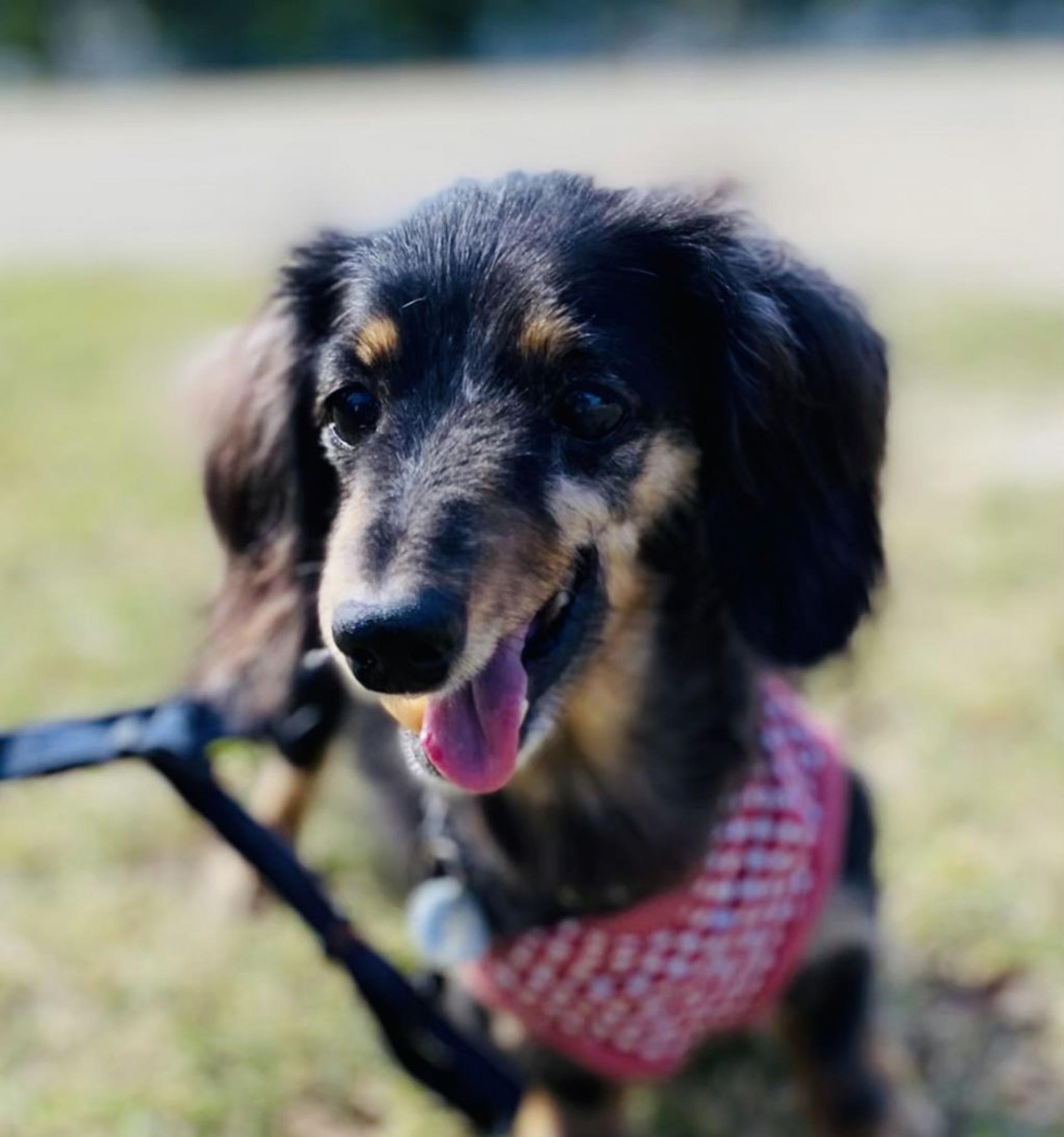 pet-image-4