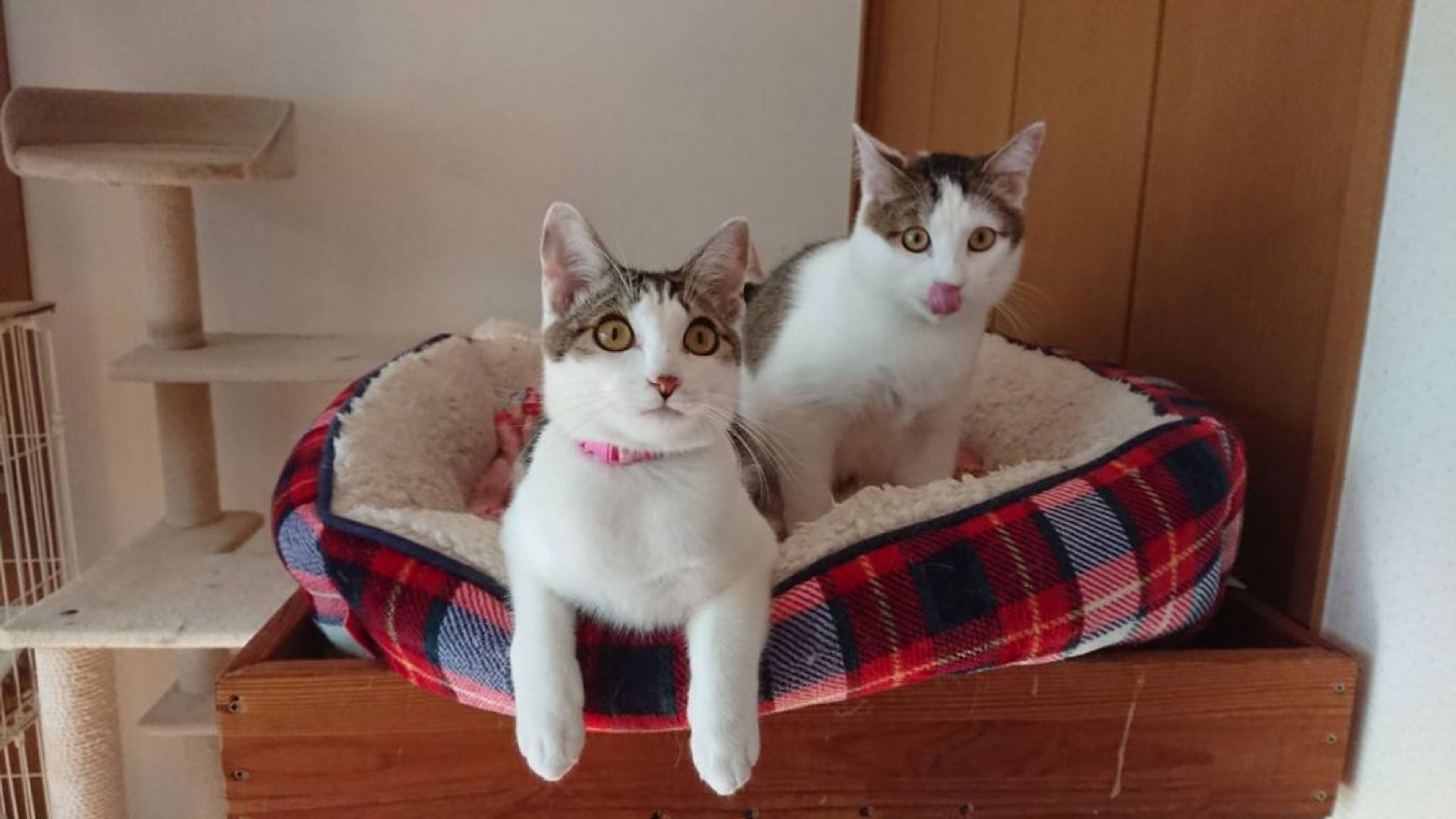 雑種（ミックス猫）・メスの里親募集の写真
